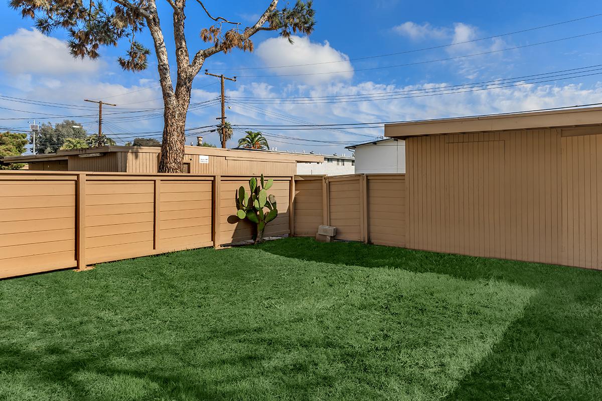 Fenced backyard with a cactus