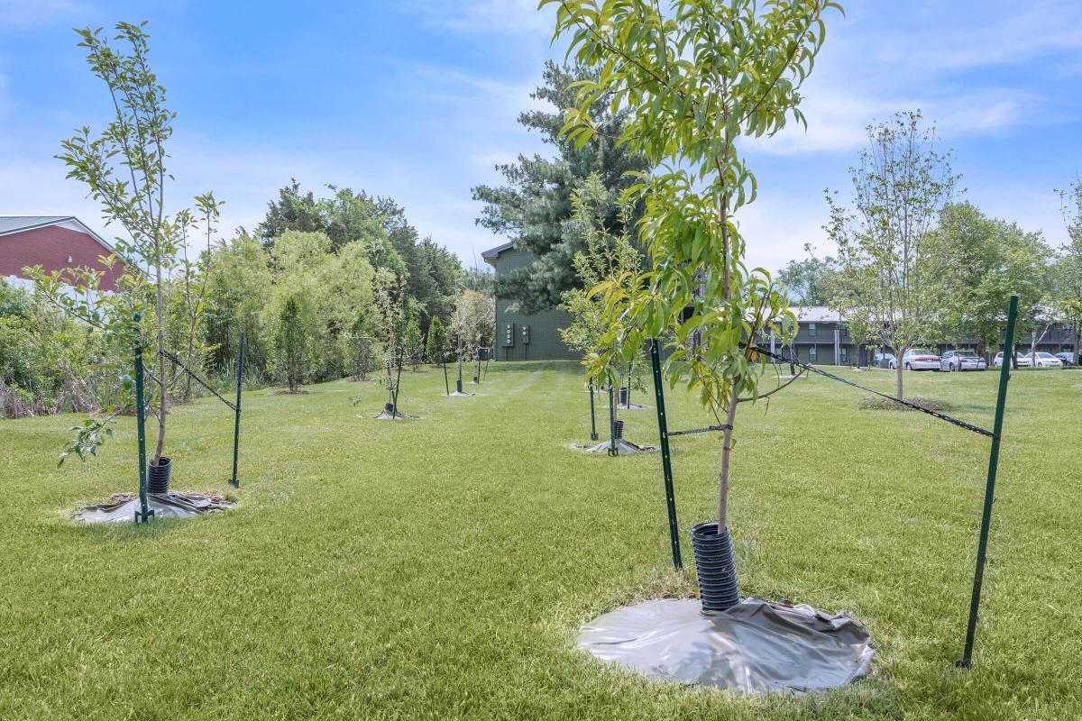 A Fruit Orchard in Murfreesboro, Tennessee