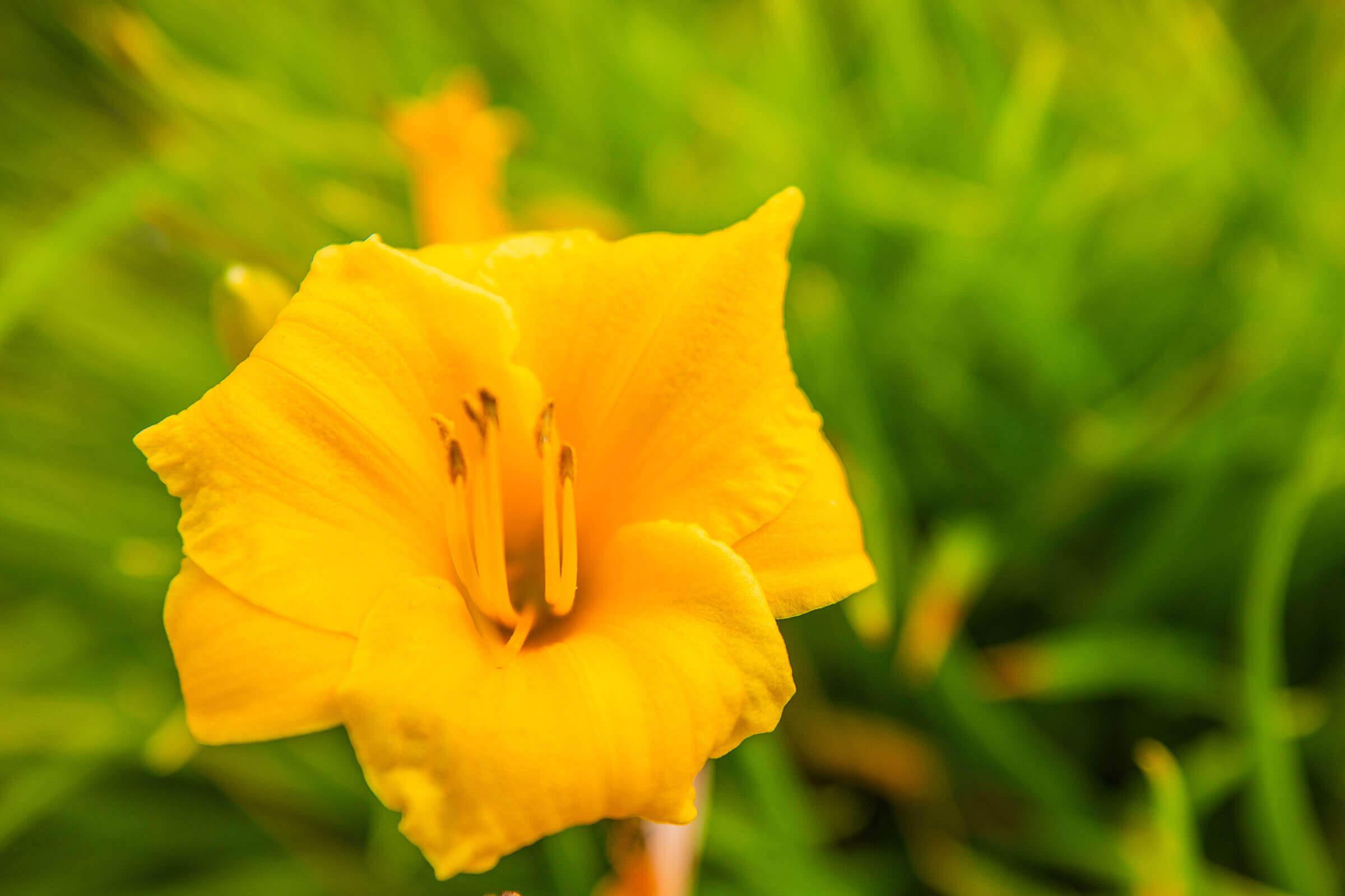 a close up of a flower