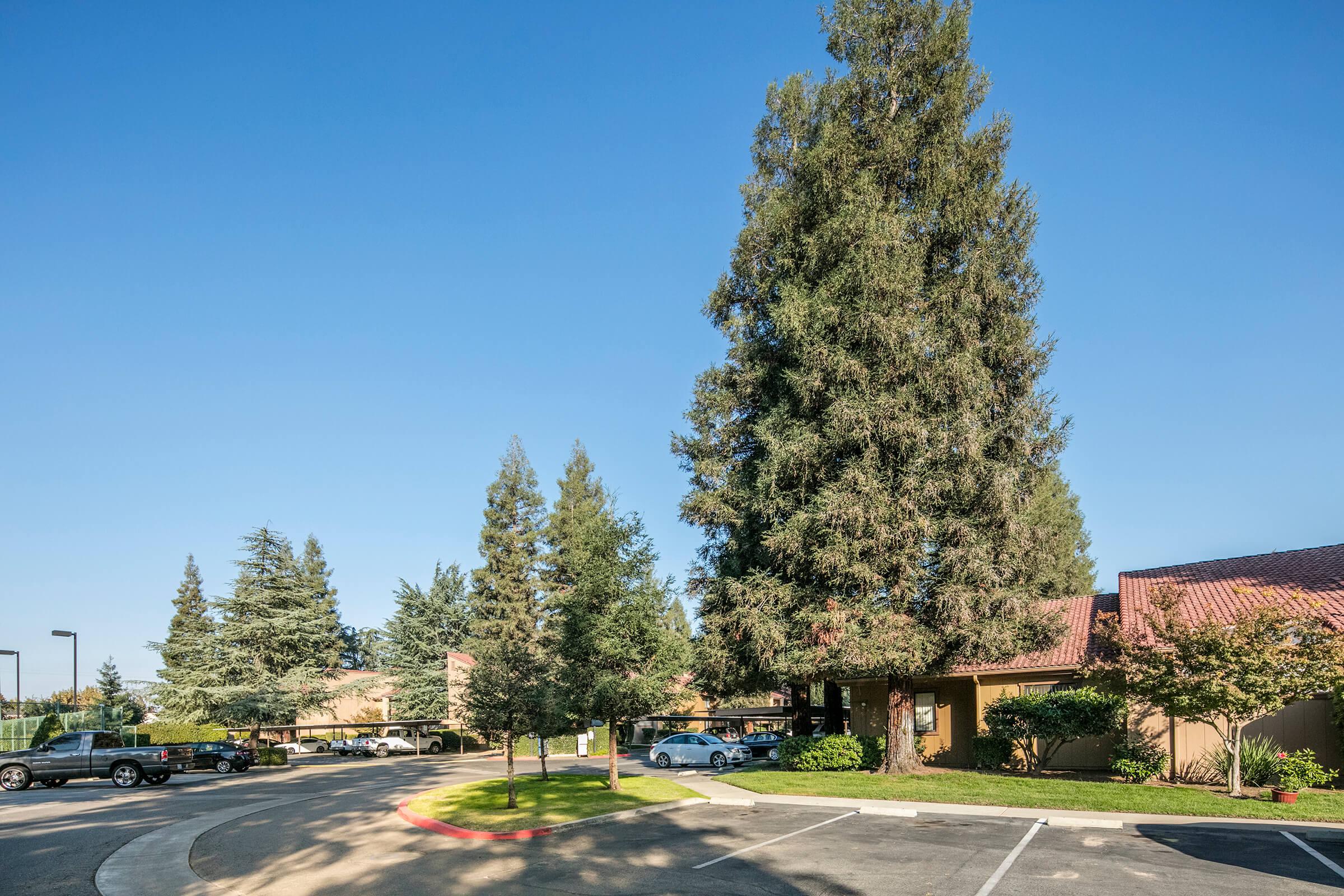 Pine Tree Village Apartments Photo Gallery