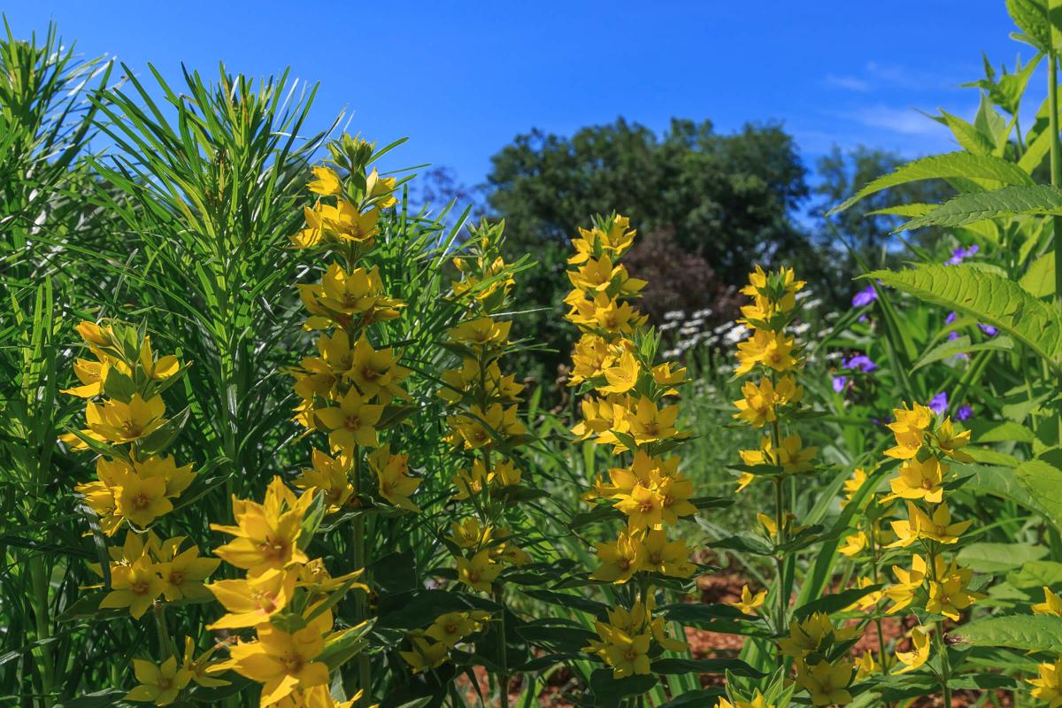 a yellow flower