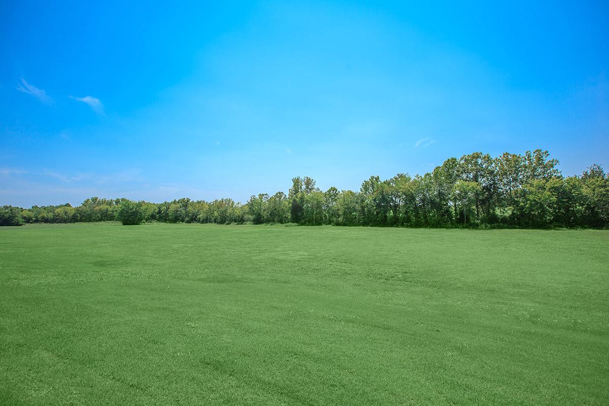 Green Meadow