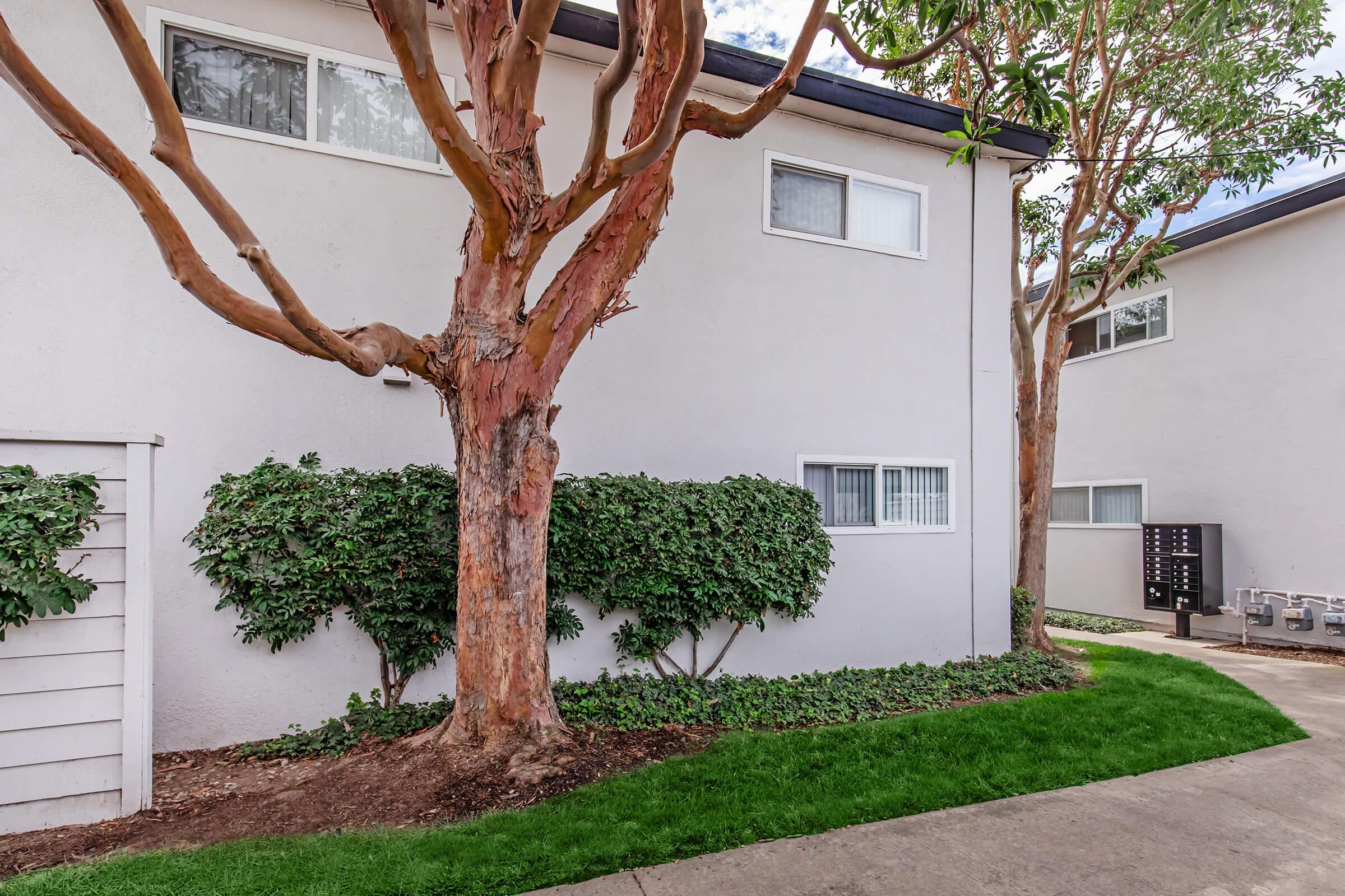 A side view of a residential building featuring a smooth grey wall, a large tree with peeling bark, and dense green bushes. The lawn is neatly maintained, and there are utilities visible on the side of the building.