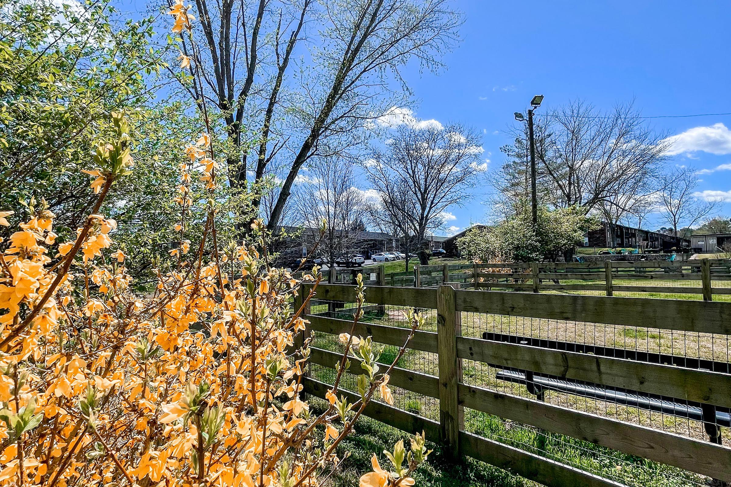 a tree next to a fence