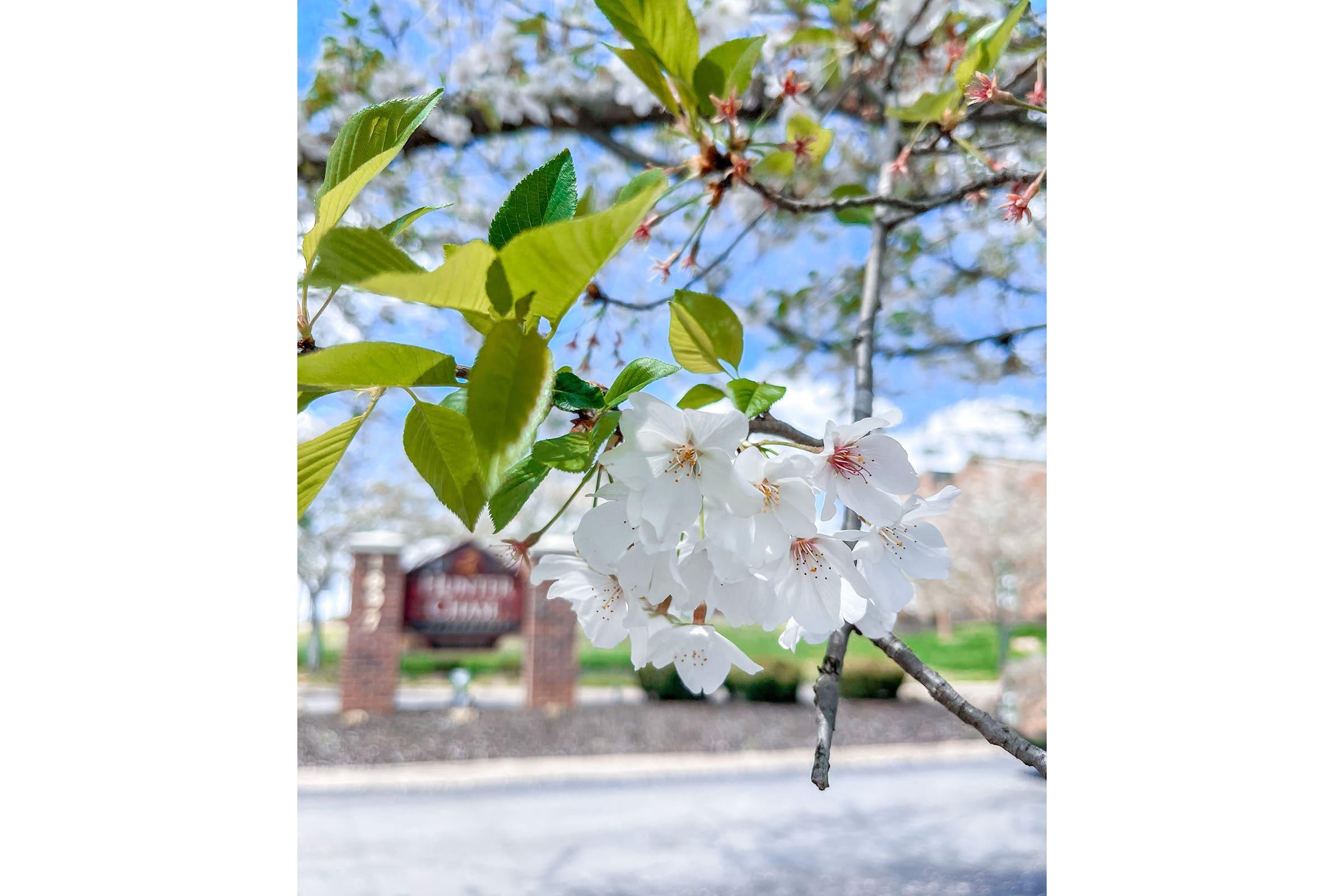 a vase of flowers on a tree