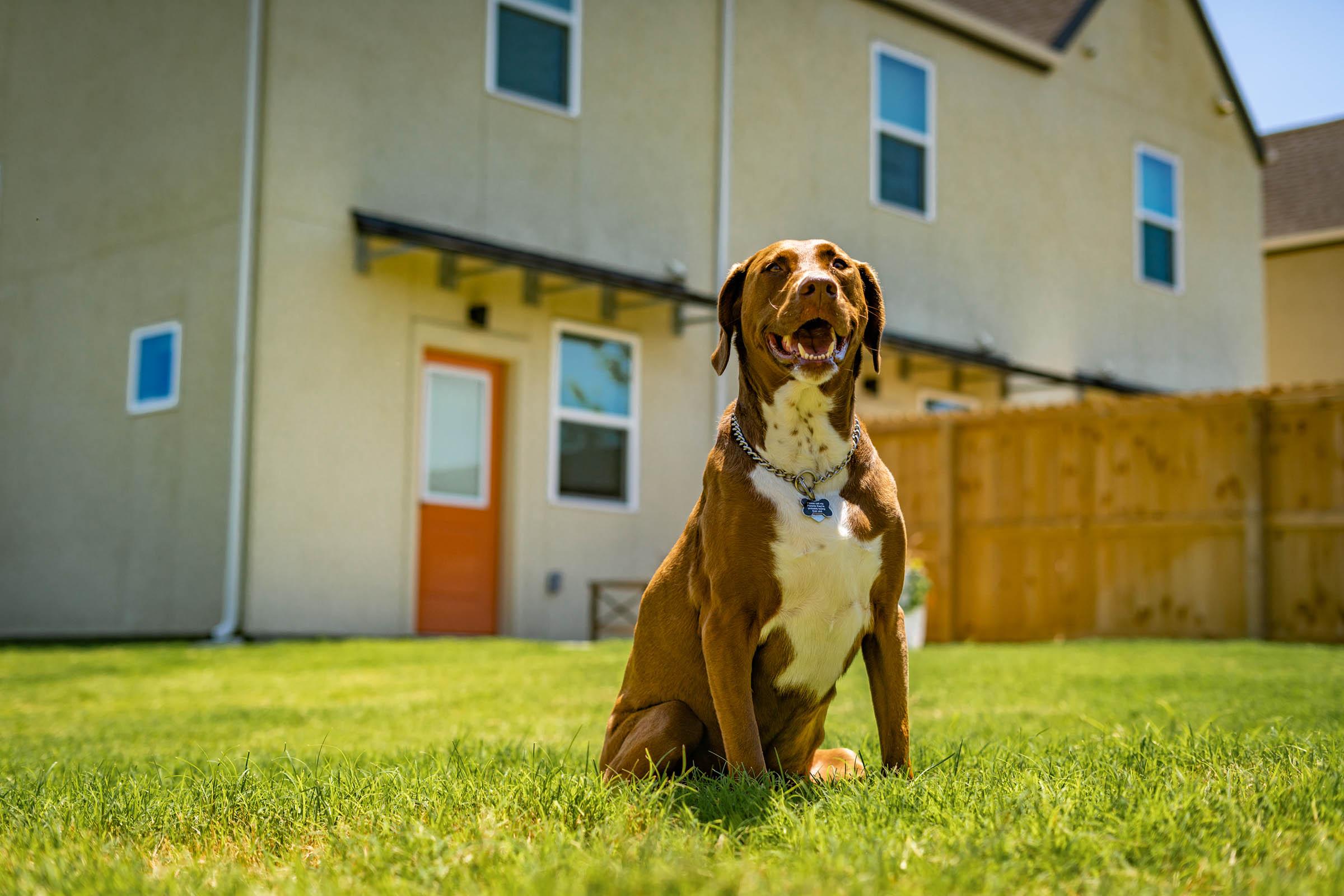 a dog standing on grass in front of a building