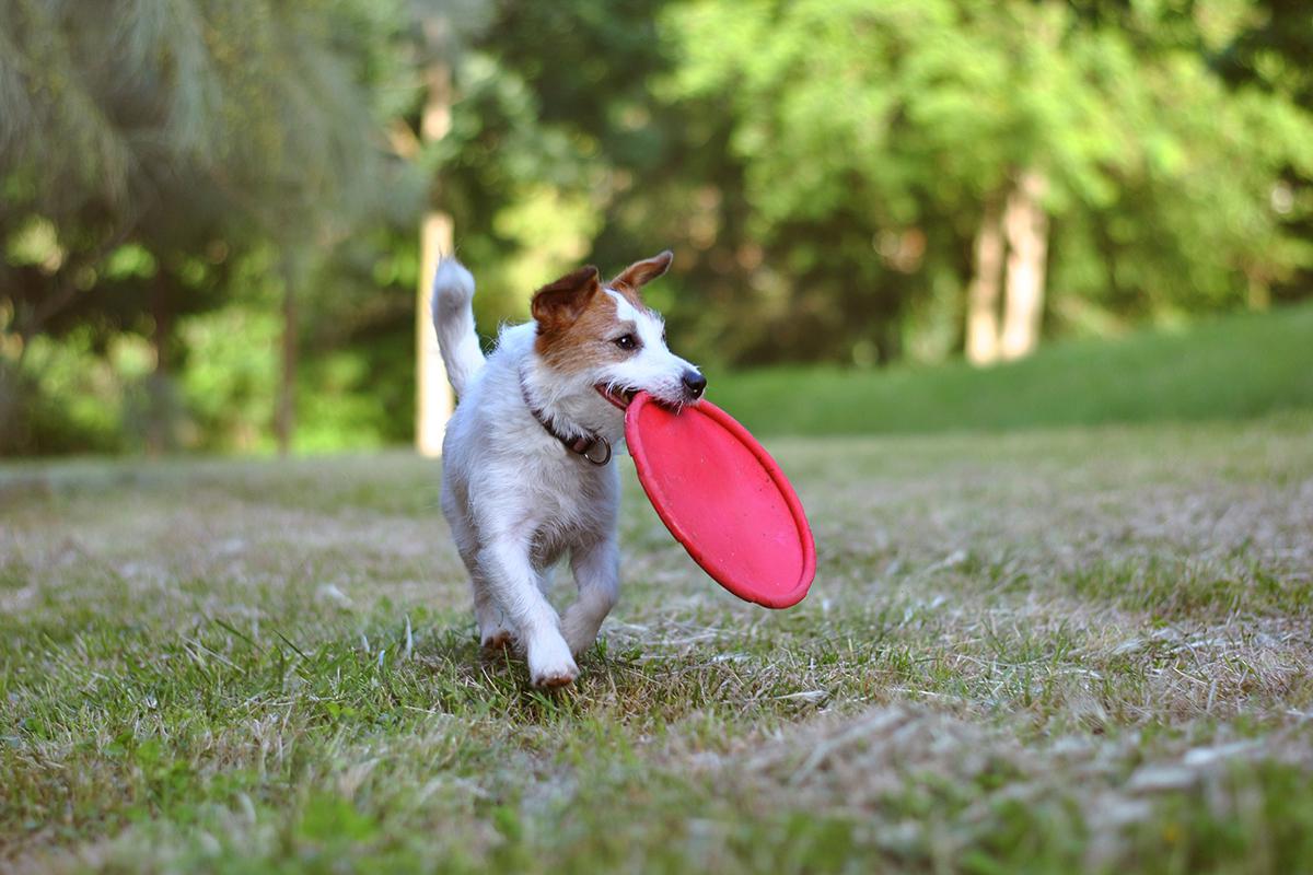 dog park.jpg