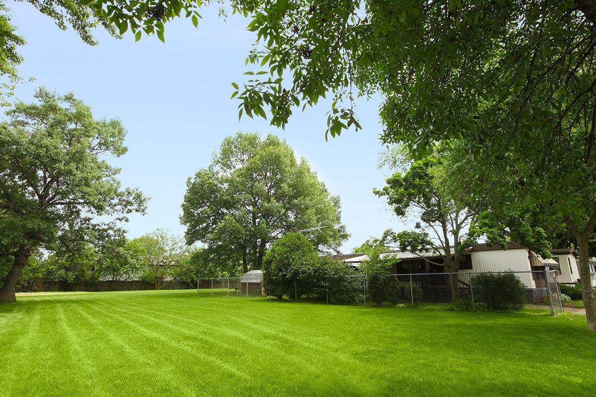 a large green tree in a grassy yard