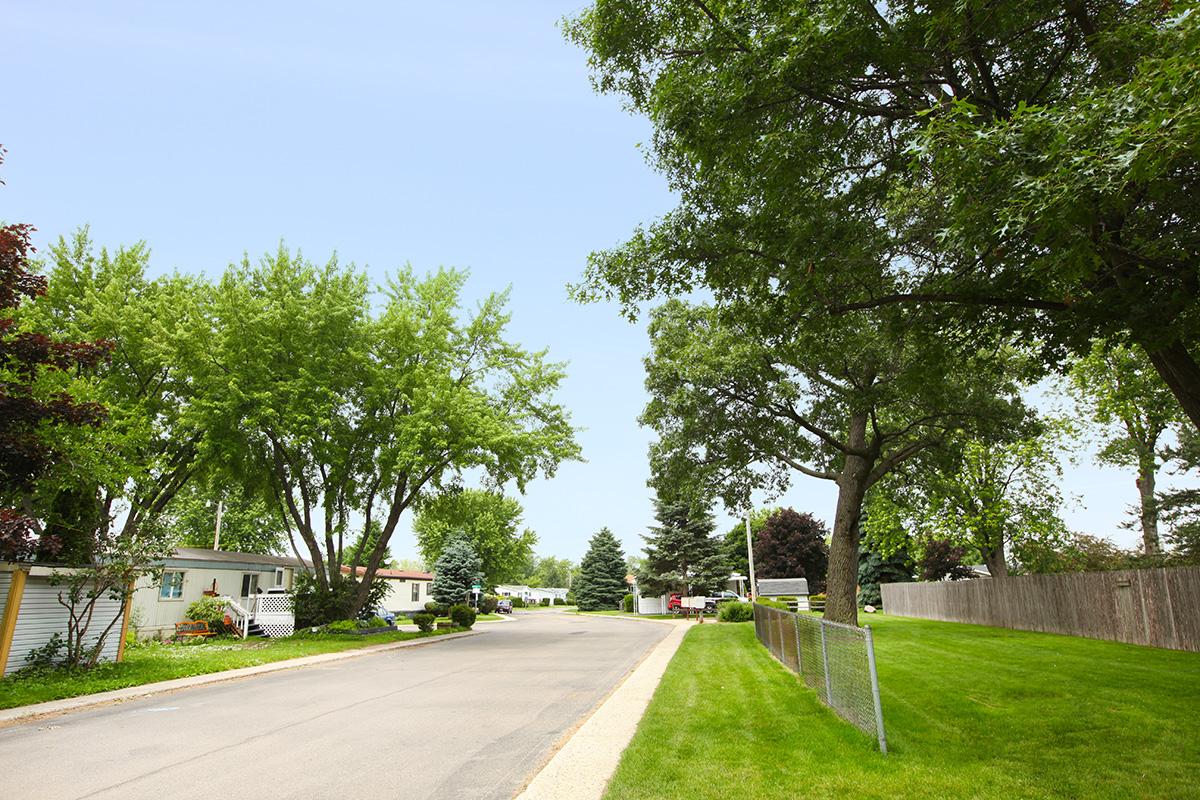 a tree on the side of a road