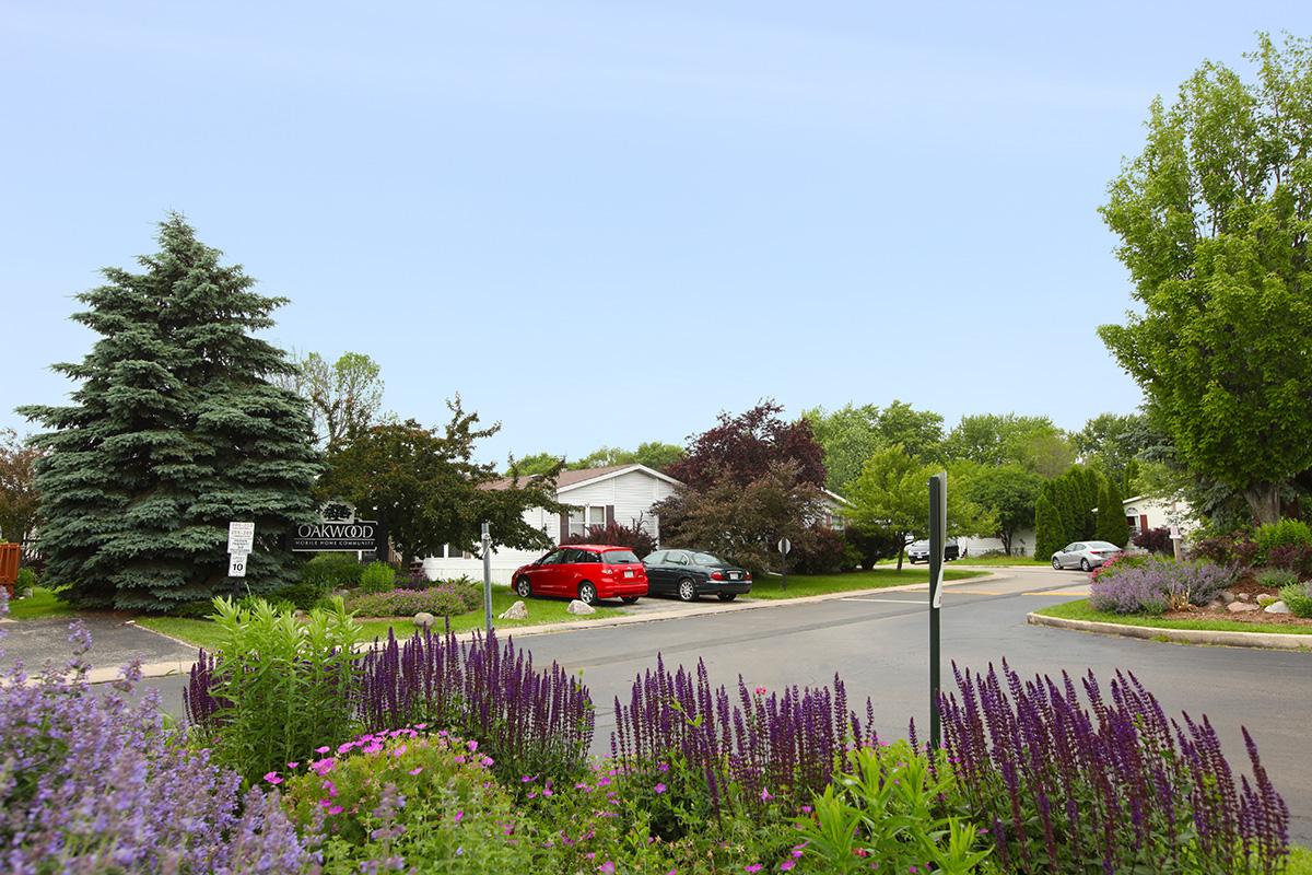 a close up of a flower garden