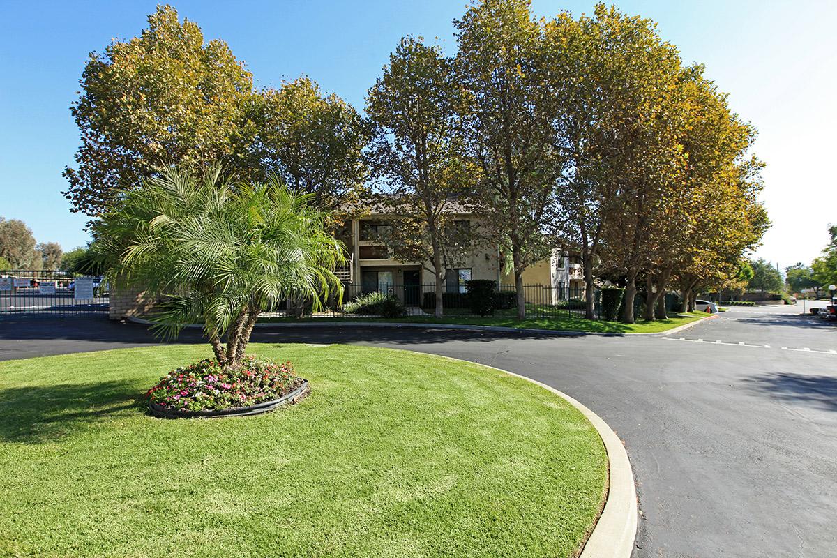 a tree in a park