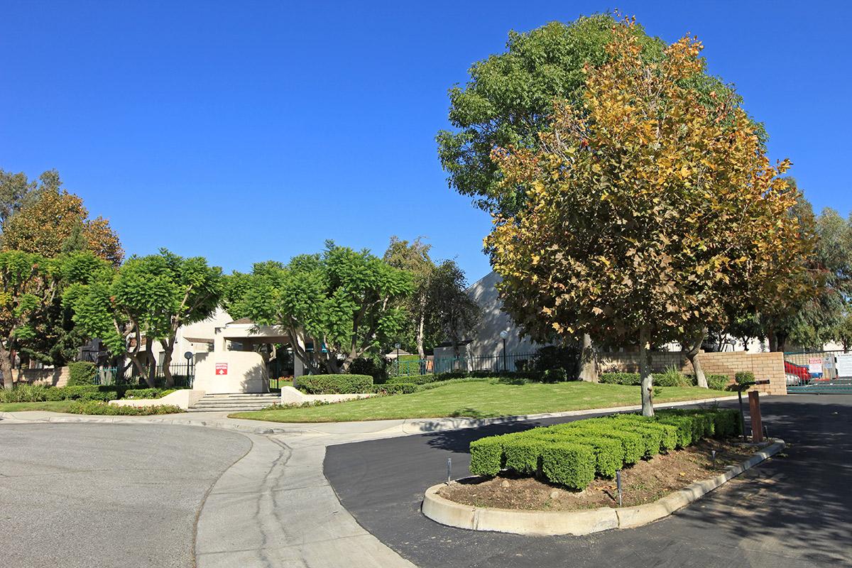 a tree in the middle of the street