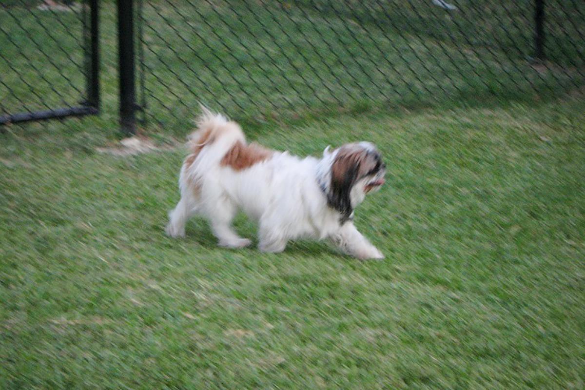 Bark Park 8.jpg