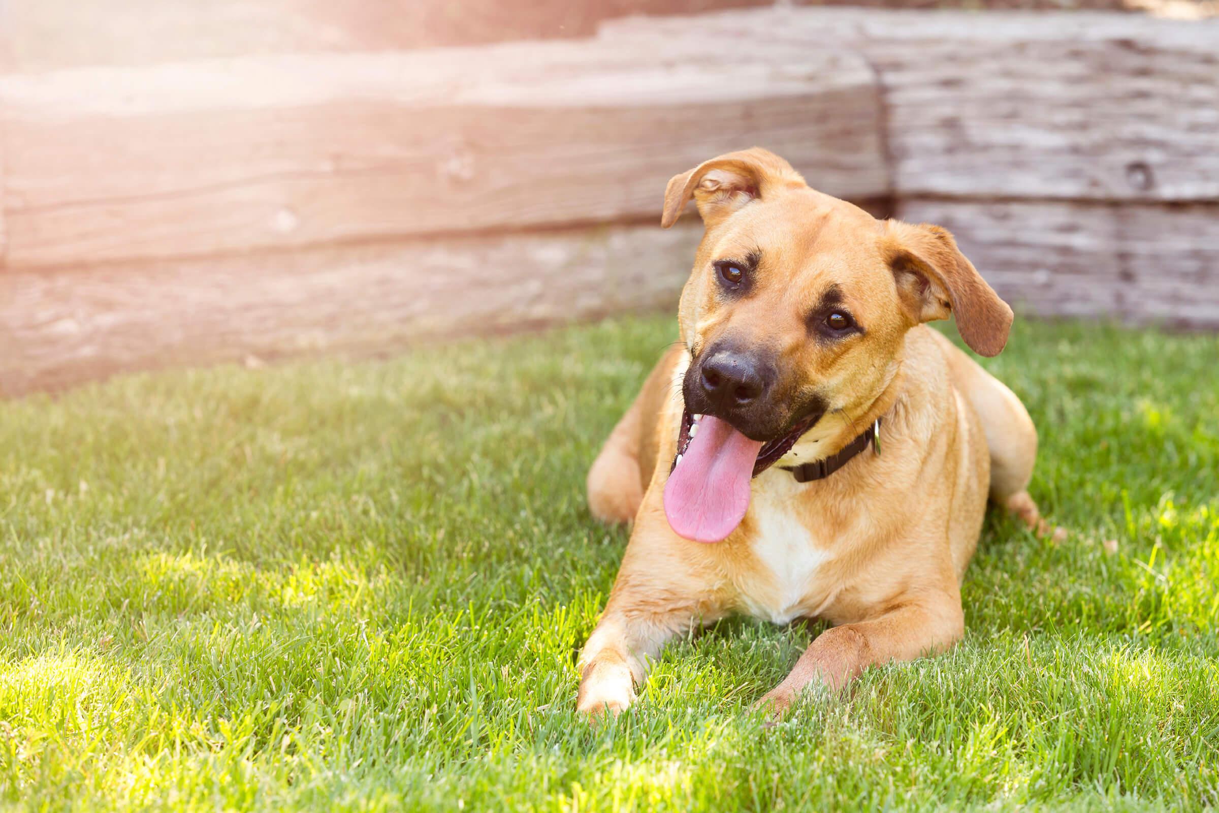 a brown dog carrying a frisbee in its mouth