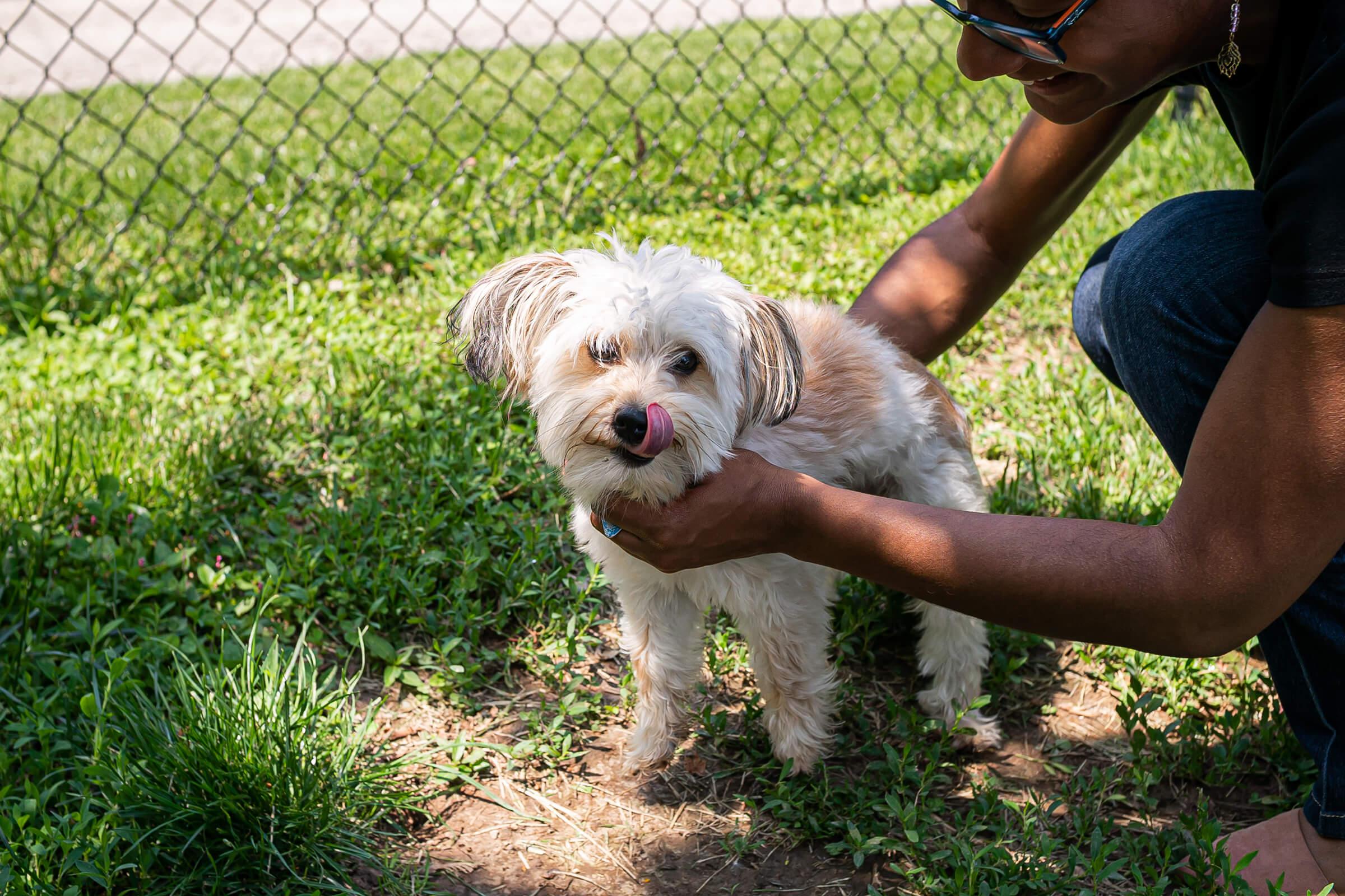 Amenities Dog Park (4).jpg