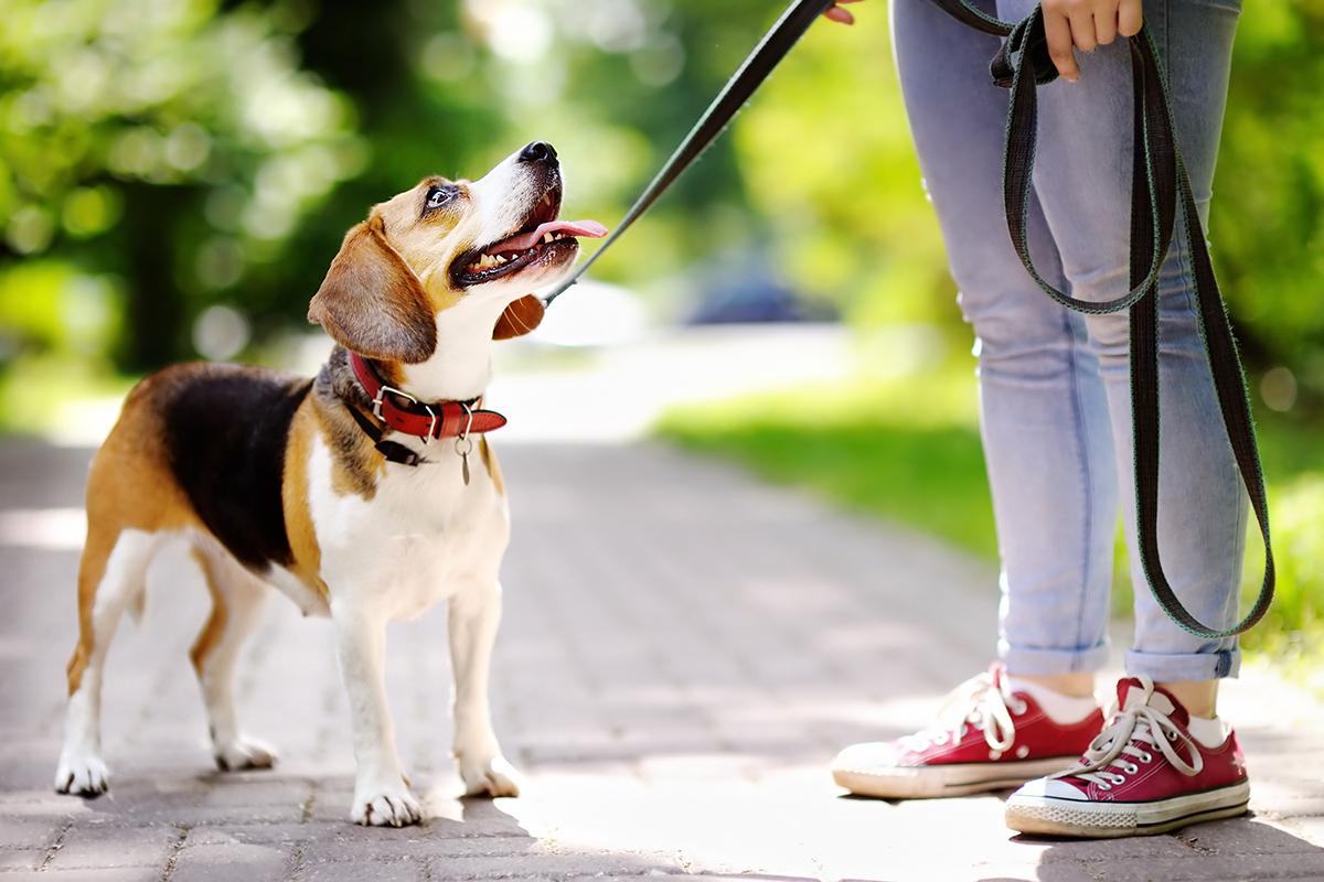 a dog on a leash