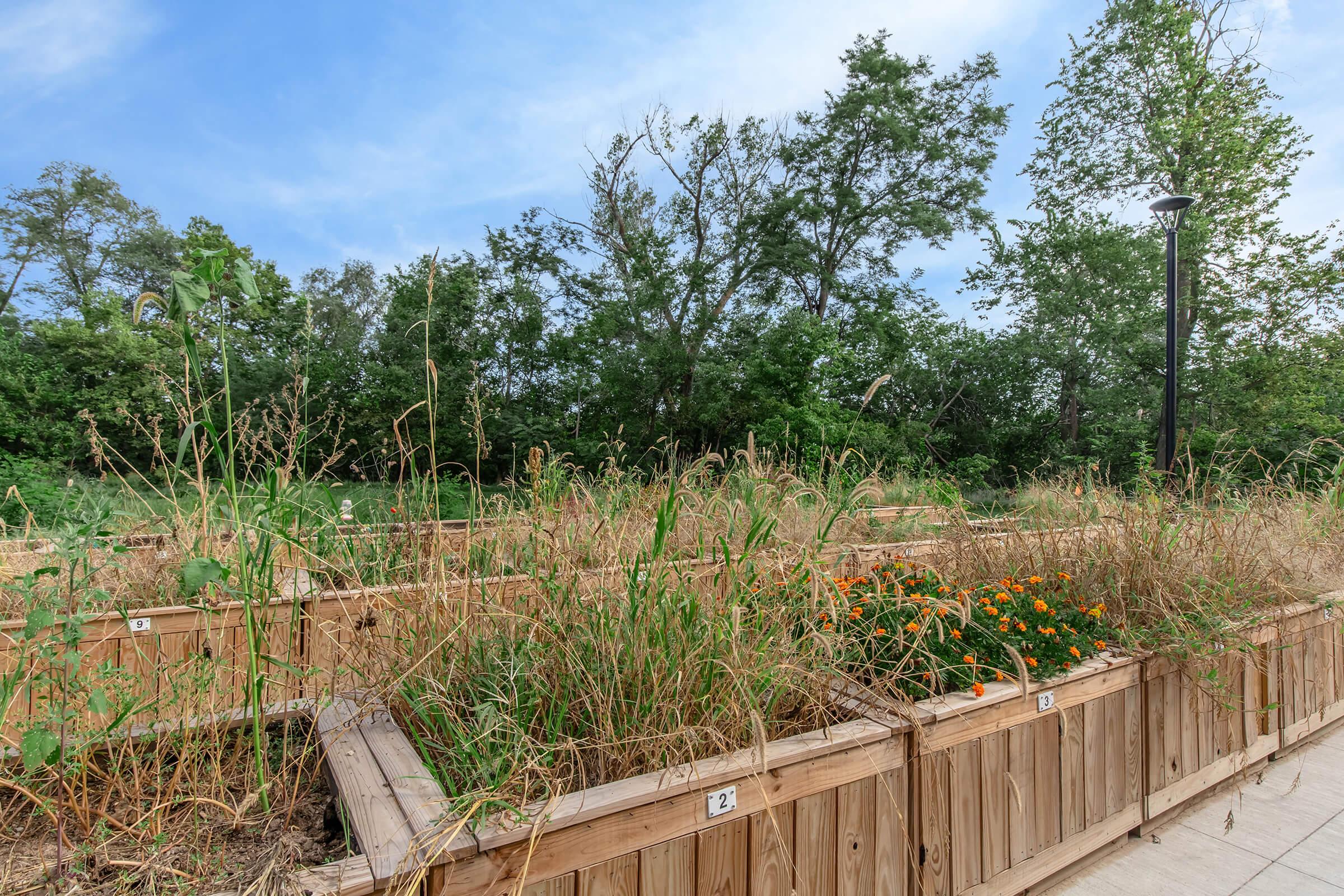 A community garden featuring raised wooden planter boxes filled with overgrown grasses and vibrant orange marigold flowers. Surrounding the garden are trees and greenery under a bright blue sky, indicating a natural setting. The garden appears to be well-maintained, with clear labeling on the planter boxes.