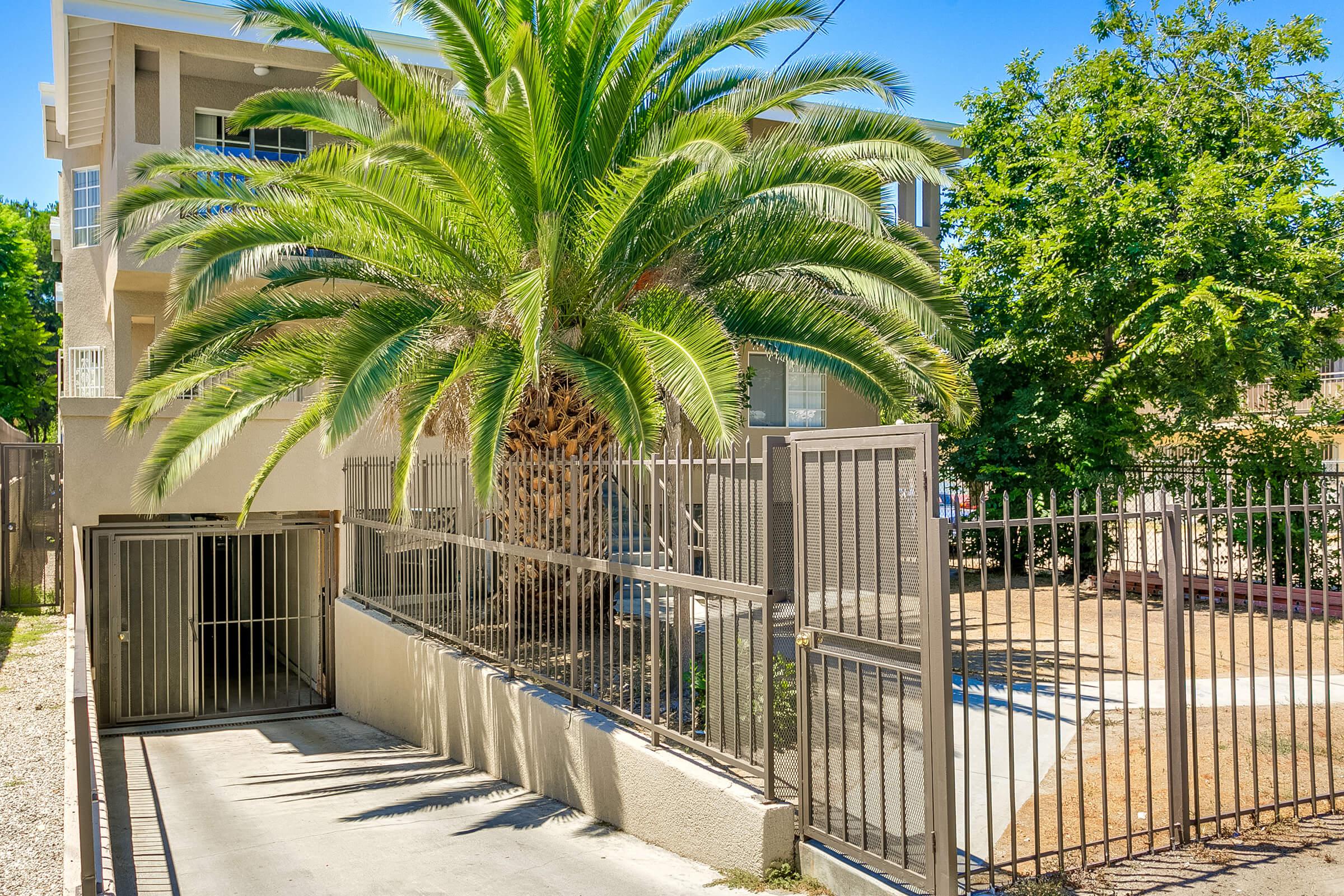 a row of palm trees and a fence