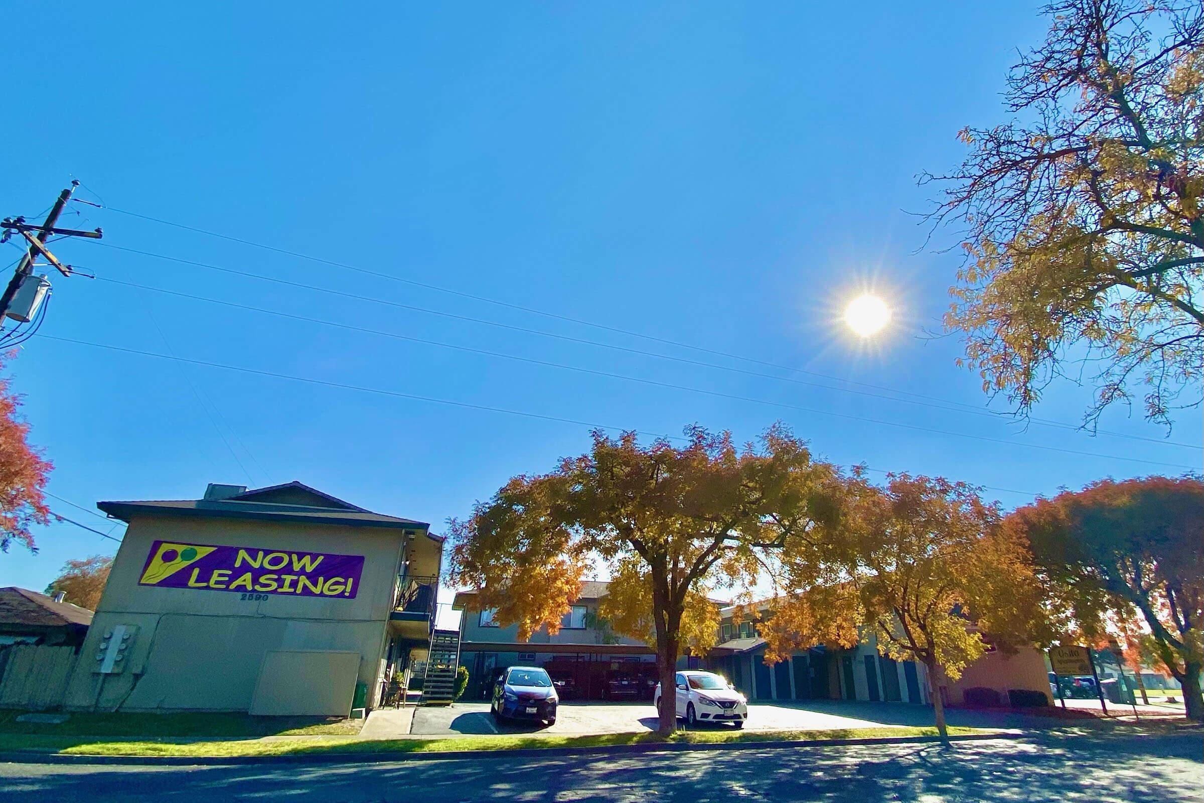 a tree in the middle of the street