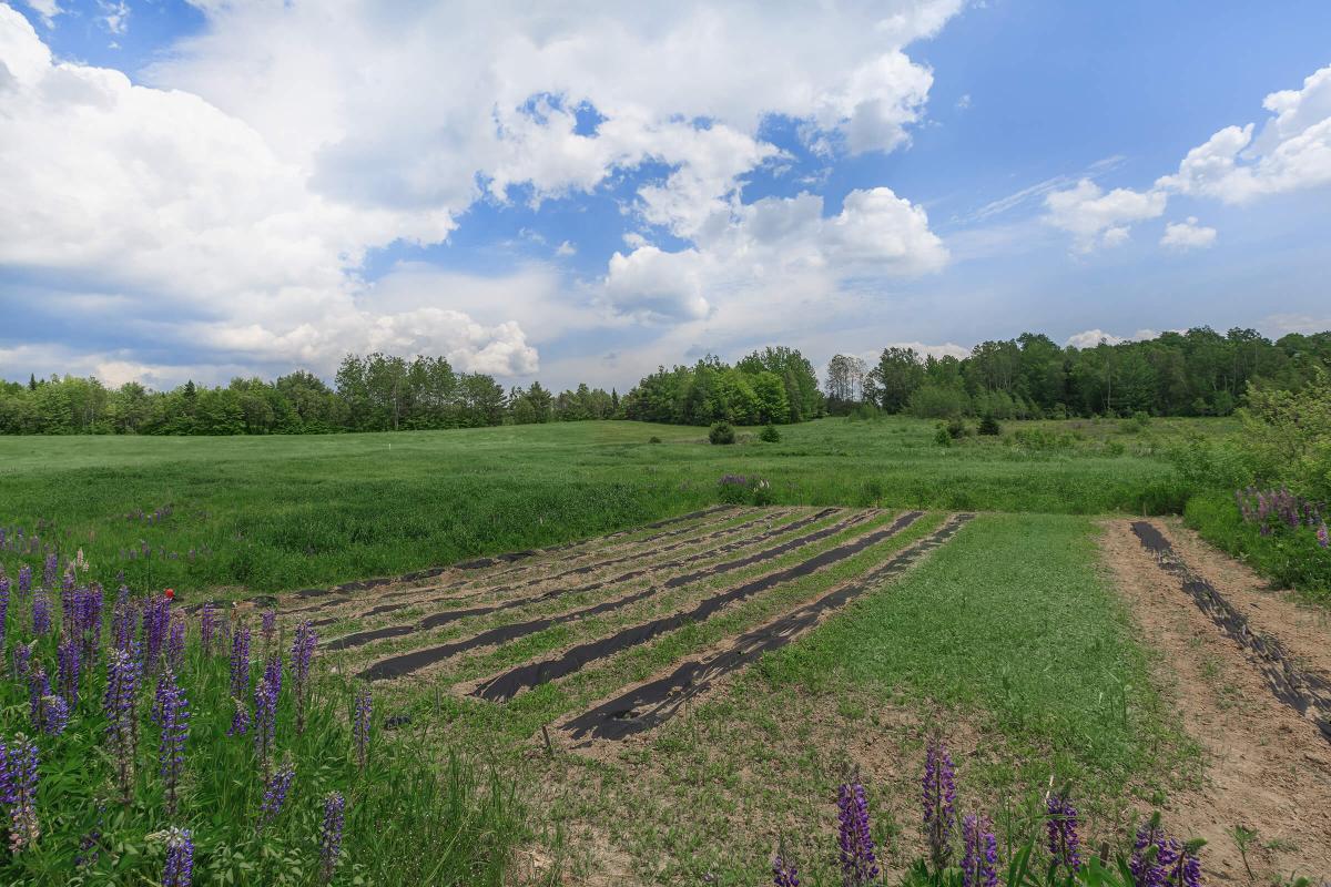 a train traveling down train tracks near a field