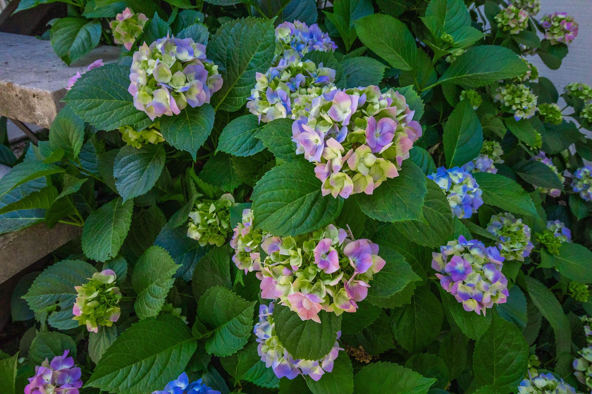 A cluster of hydrangea flowers in various stages of bloom, featuring shades of blue, pink, and green. The vibrant flowers are surrounded by lush green leaves, showcasing a rich and colorful garden scene.