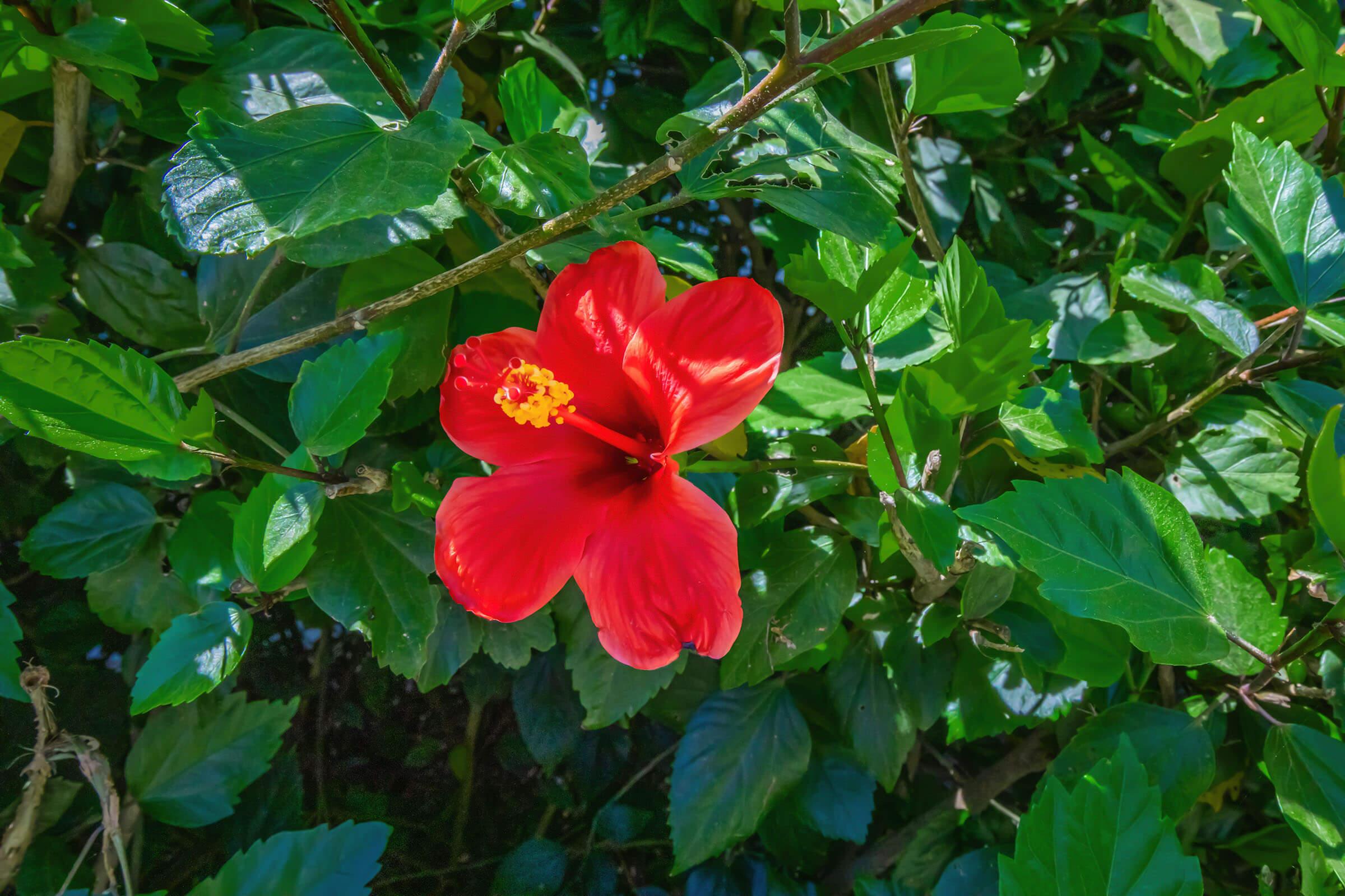 A vibrant red hibiscus flower blooming among lush green leaves, showcasing its striking petals and yellow center against a backdrop of foliage.