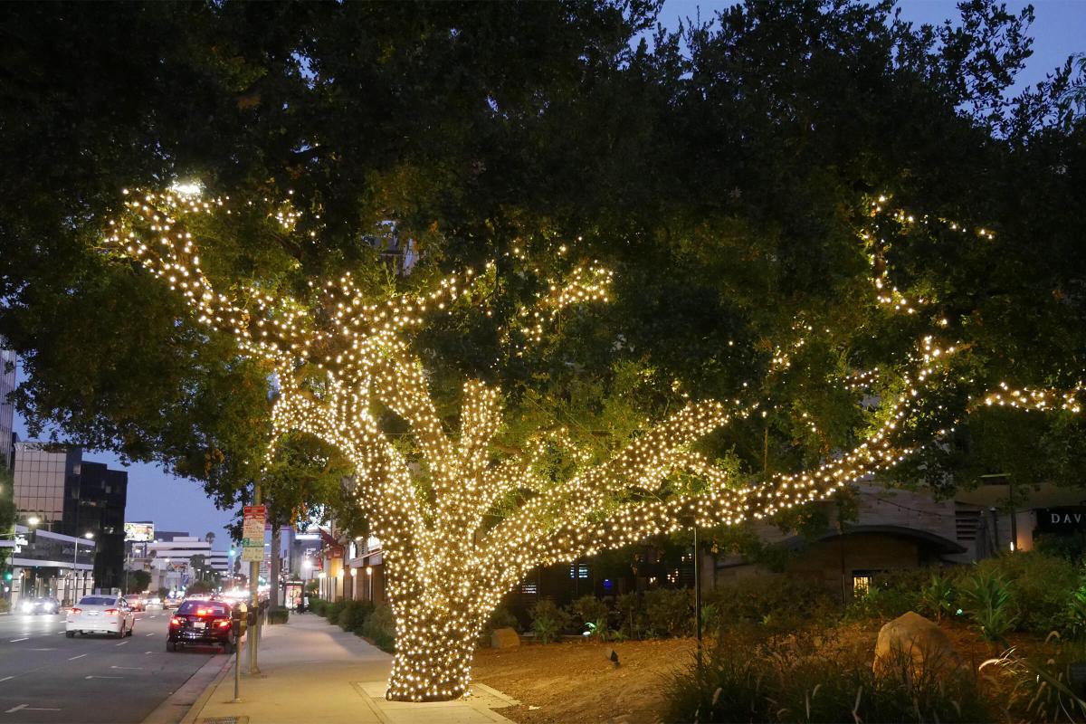 a large tree in a park