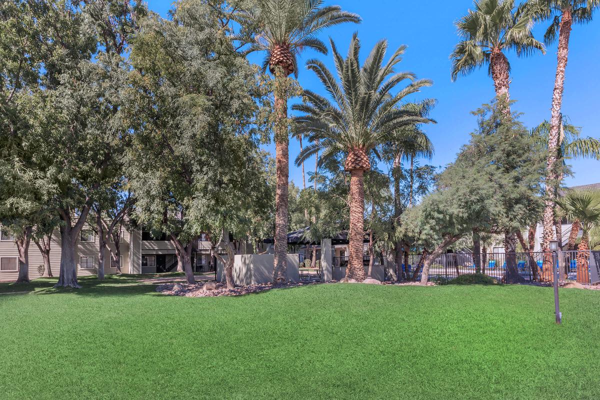 a group of palm trees next to a tree