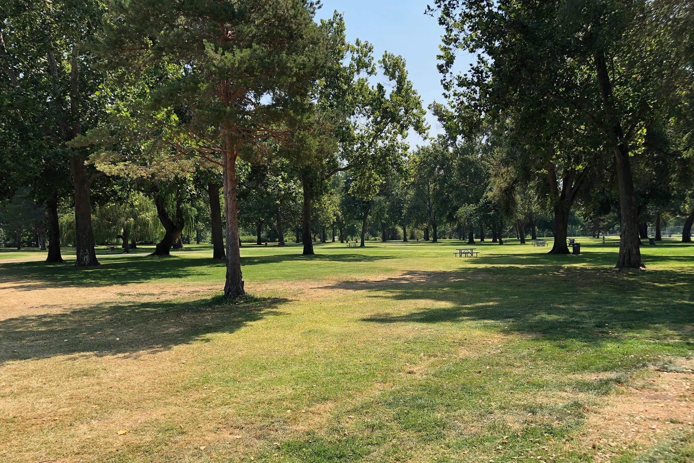 a tree in a park