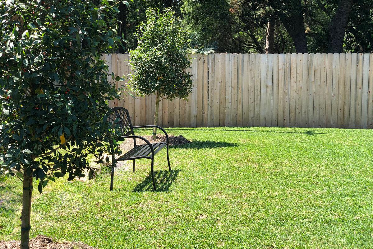 a tree next to a fence