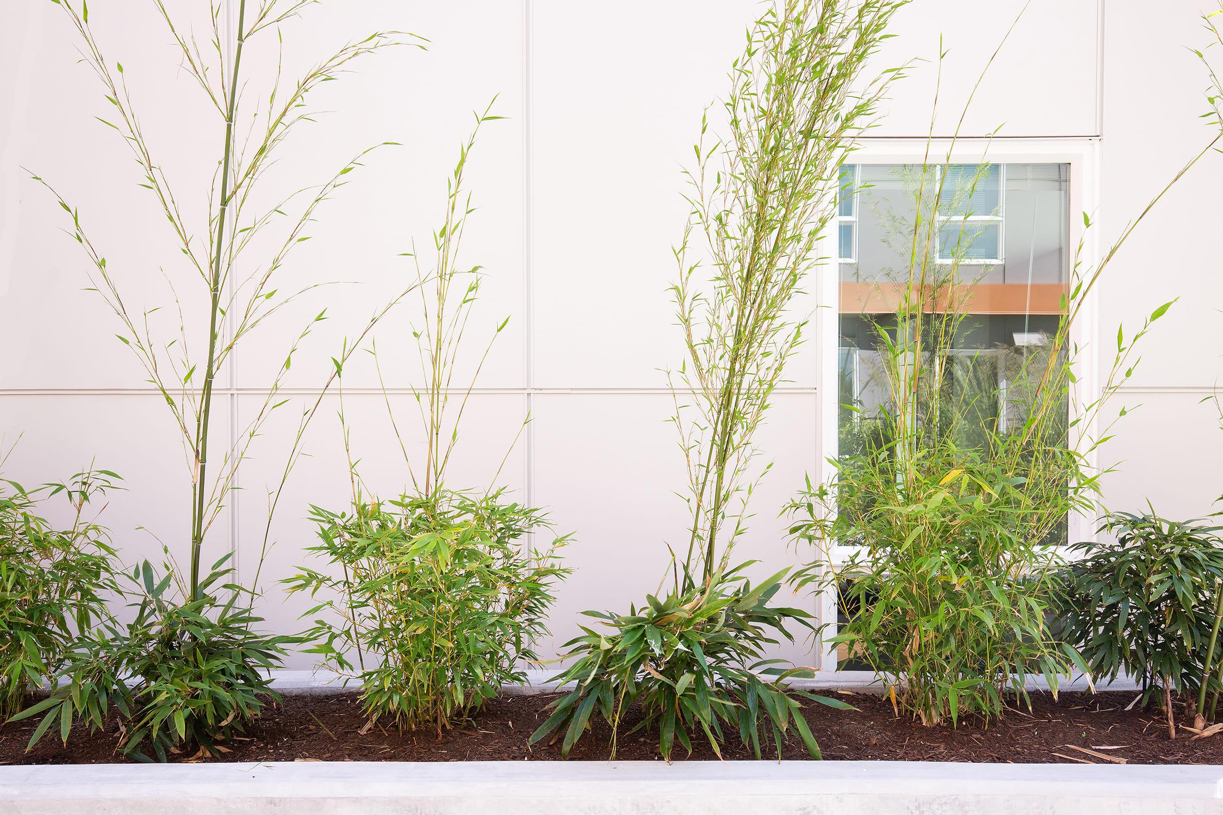 A vertical garden featuring tall bamboo plants and lush greenery in front of a light-colored wall. The scene includes a window, enhancing the natural and modern aesthetic of the space.