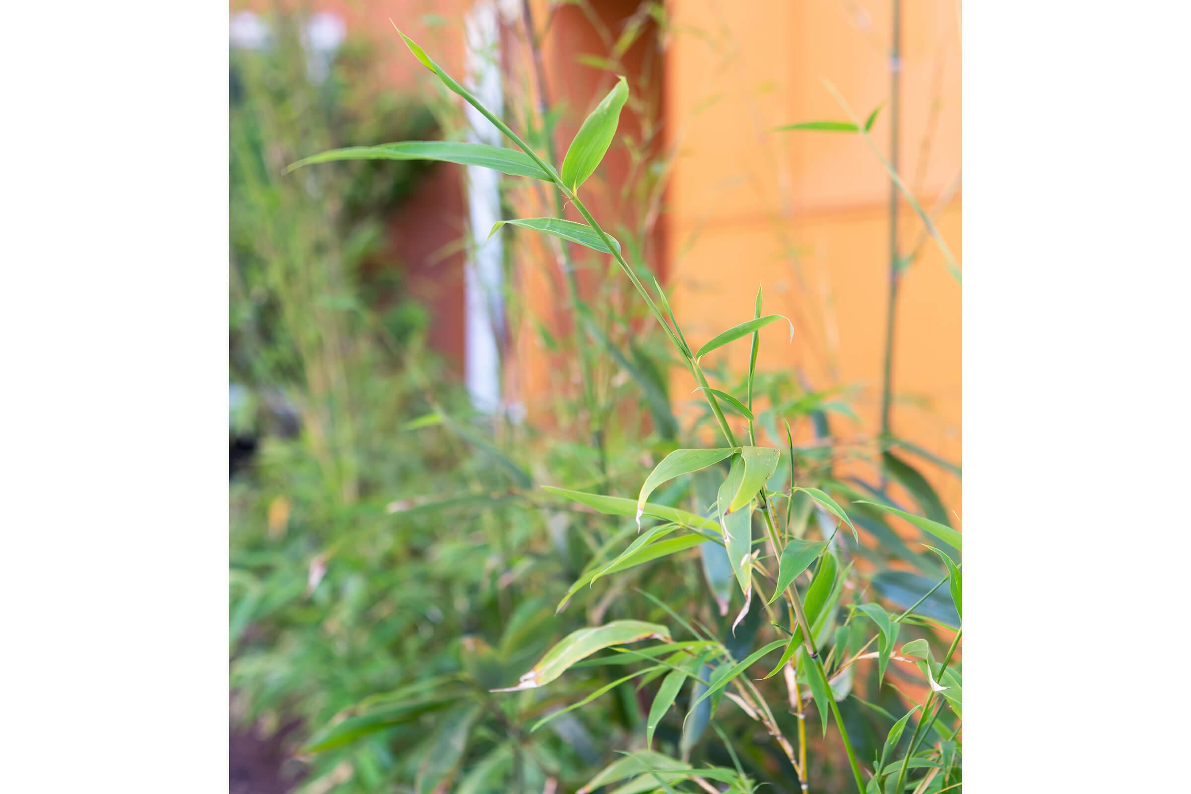 Close-up view of bamboo leaves against an orange wall. The vibrant green foliage stands out, showcasing the slender, elongated leaves typical of bamboo plants, with a blurred background of more greenery enhancing the natural setting.