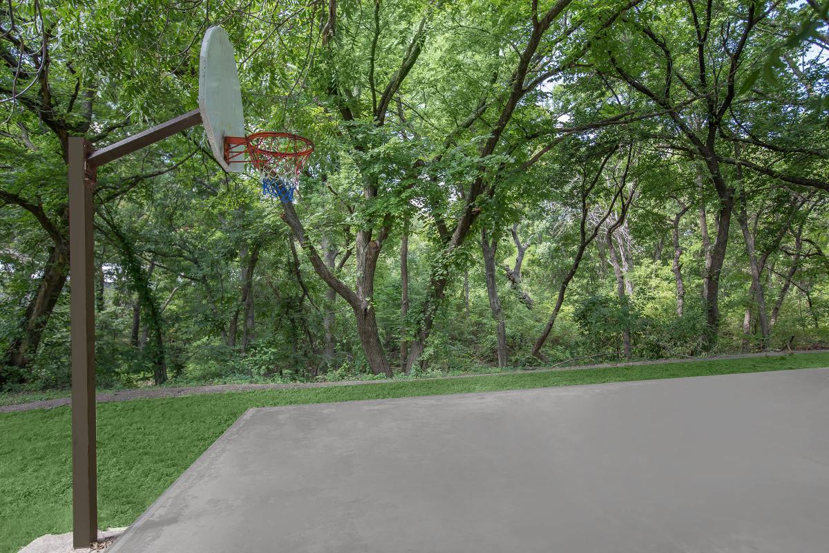 a tree in a park