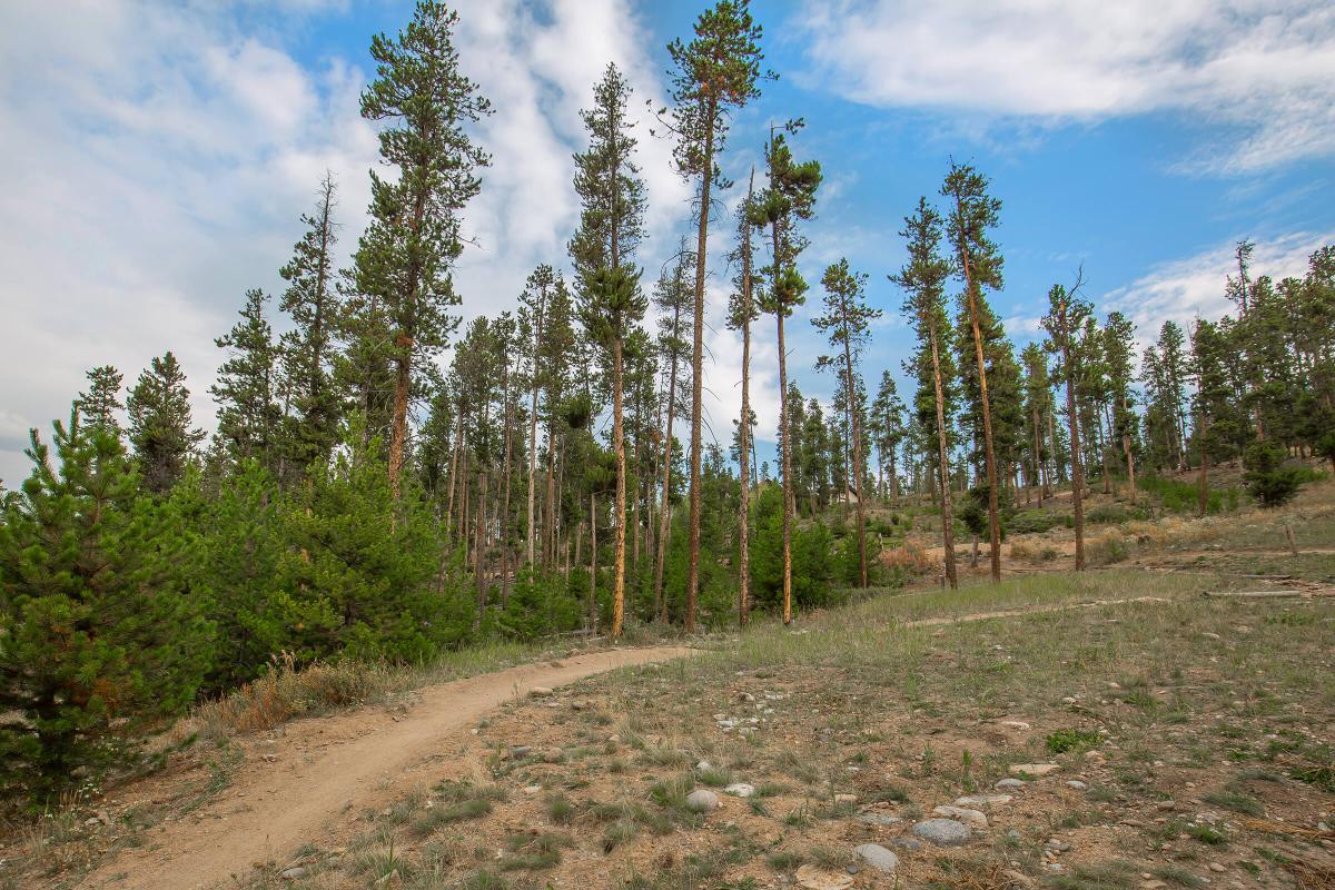 a tree on a dirt road