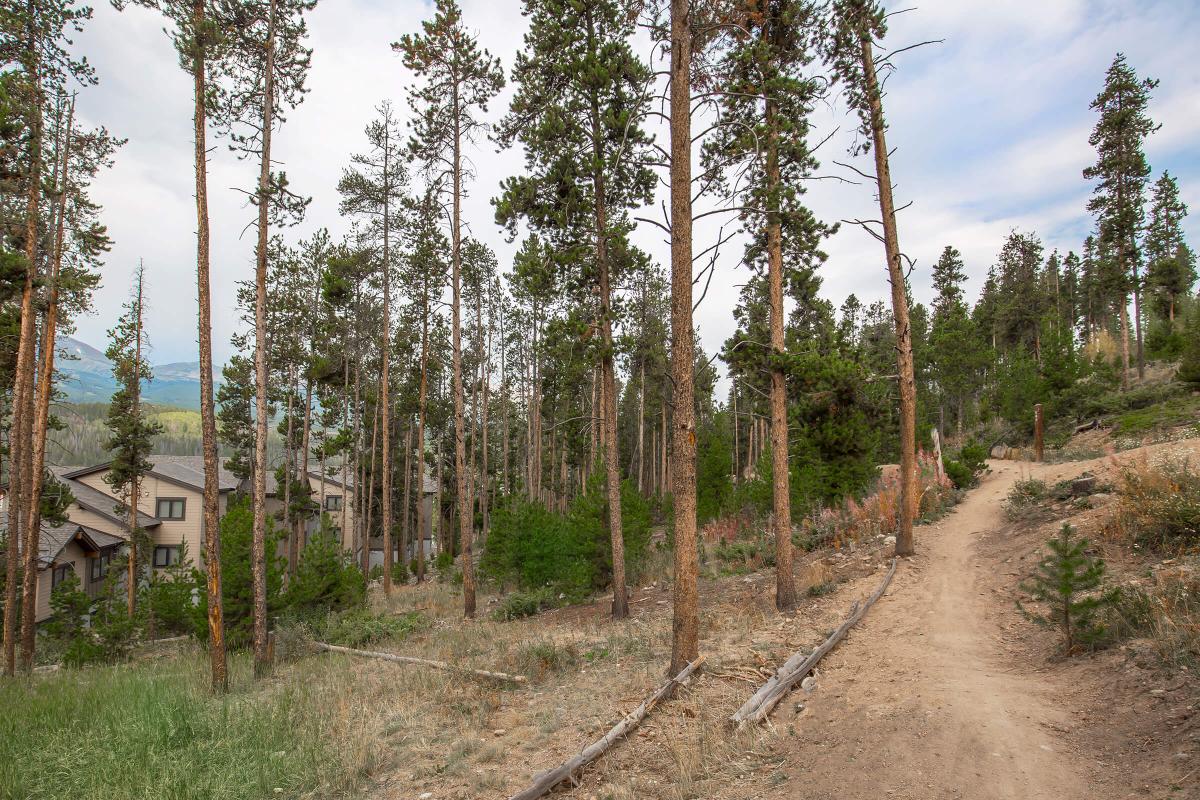 a dirt path next to a tree