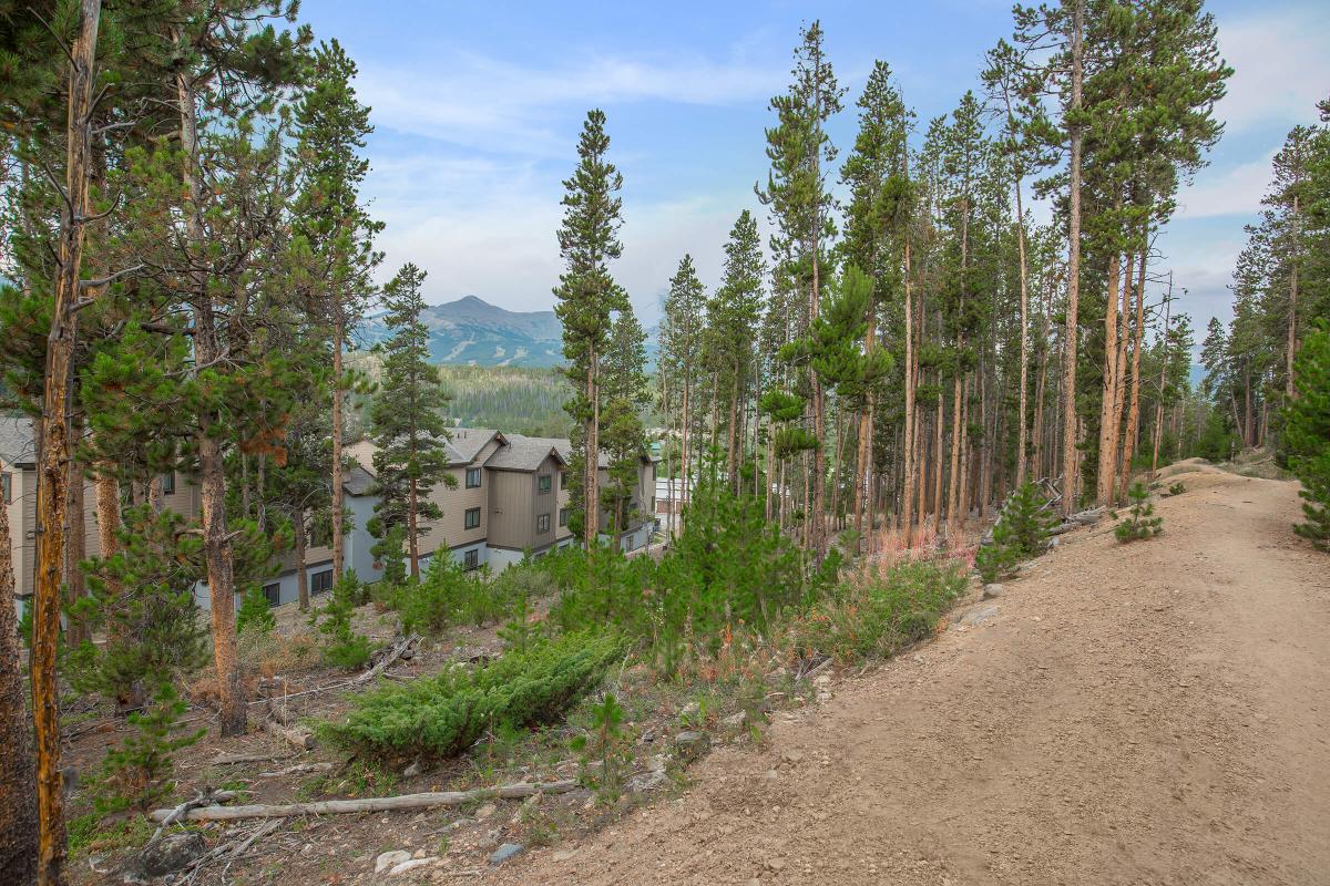 a path with trees on the side of a dirt road