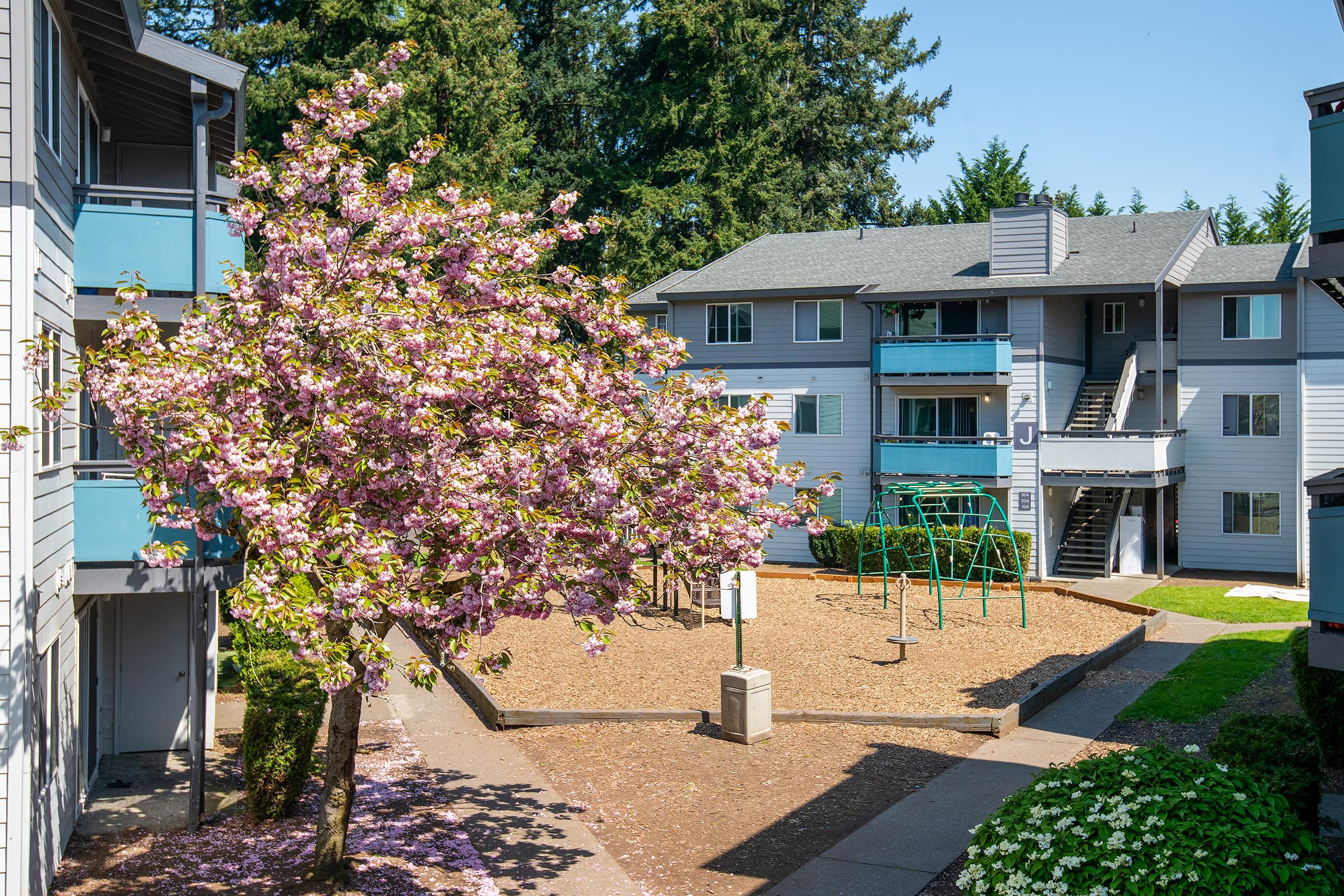 A vibrant pink flowering tree in the foreground, with an apartment complex in the background featuring gray and blue exterior. The scene includes a playground with swing sets and a sandy area, surrounded by greenery and tall trees under a clear blue sky.
