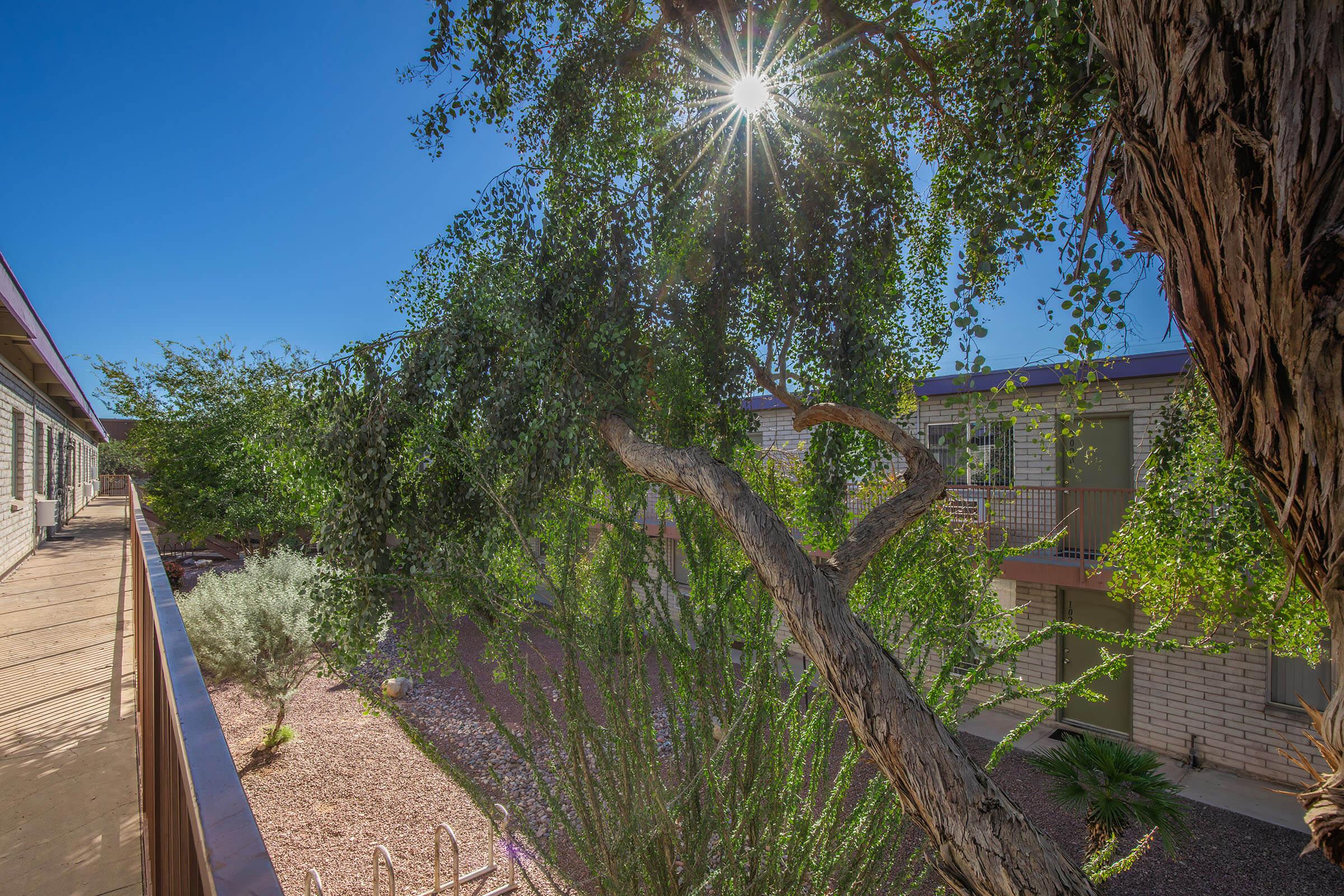 A view from a balcony showcasing a lush tree with sunlight filtering through its leaves. In the background, there are buildings surrounded by a landscaped area featuring various plants and desert foliage, set against a clear blue sky.