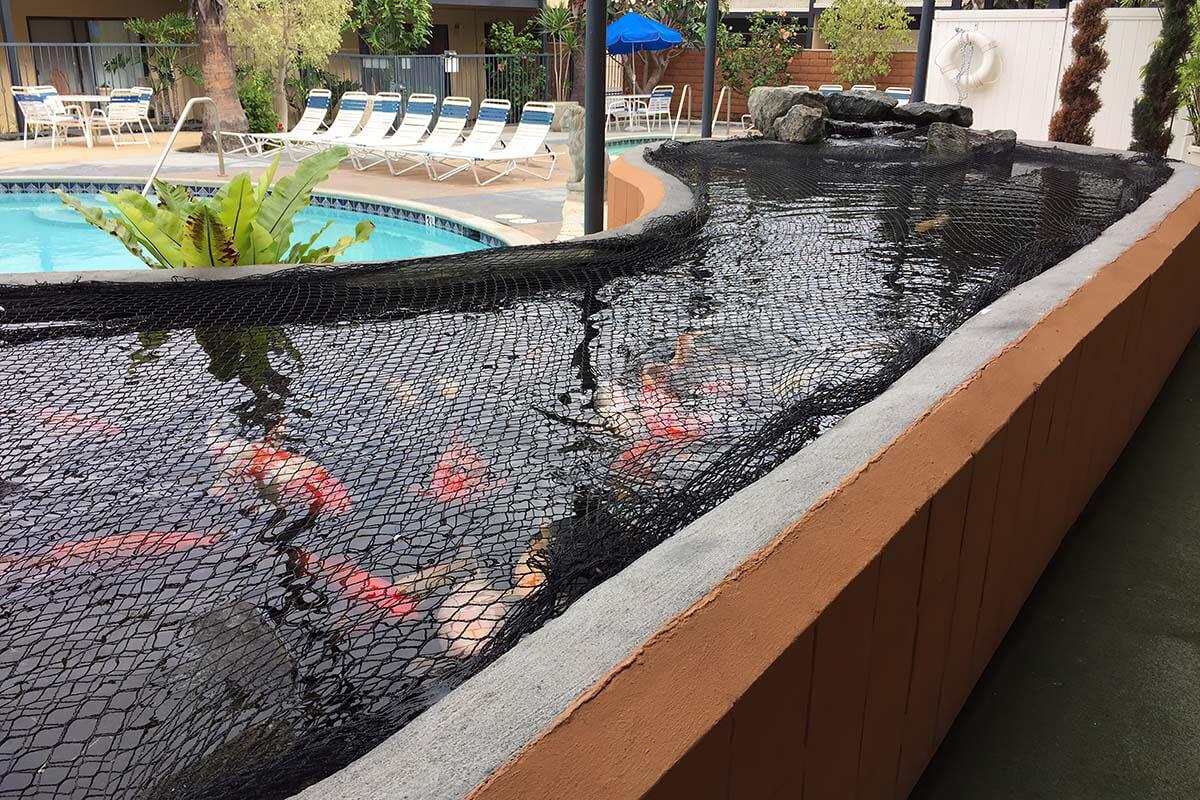 Newton Towers koi pond