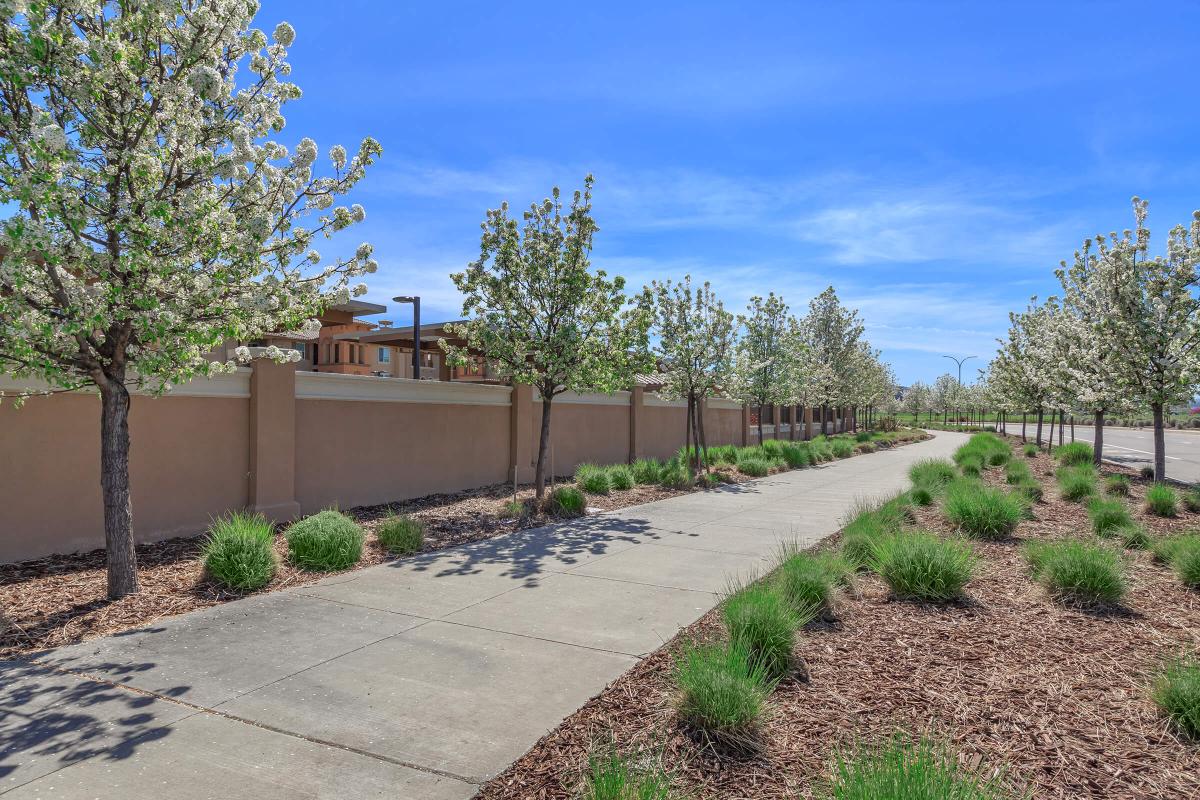 a path with trees on the side of a road