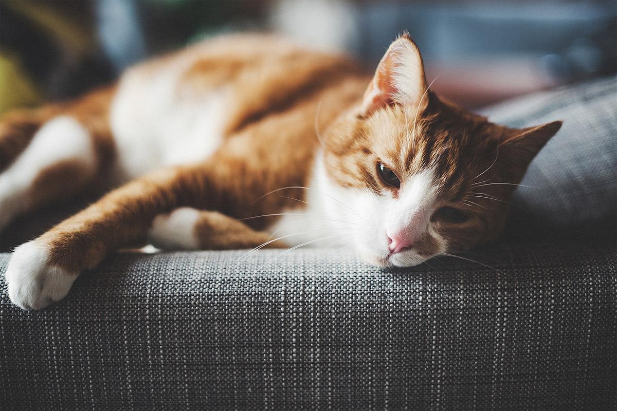 a cat lying on a bed