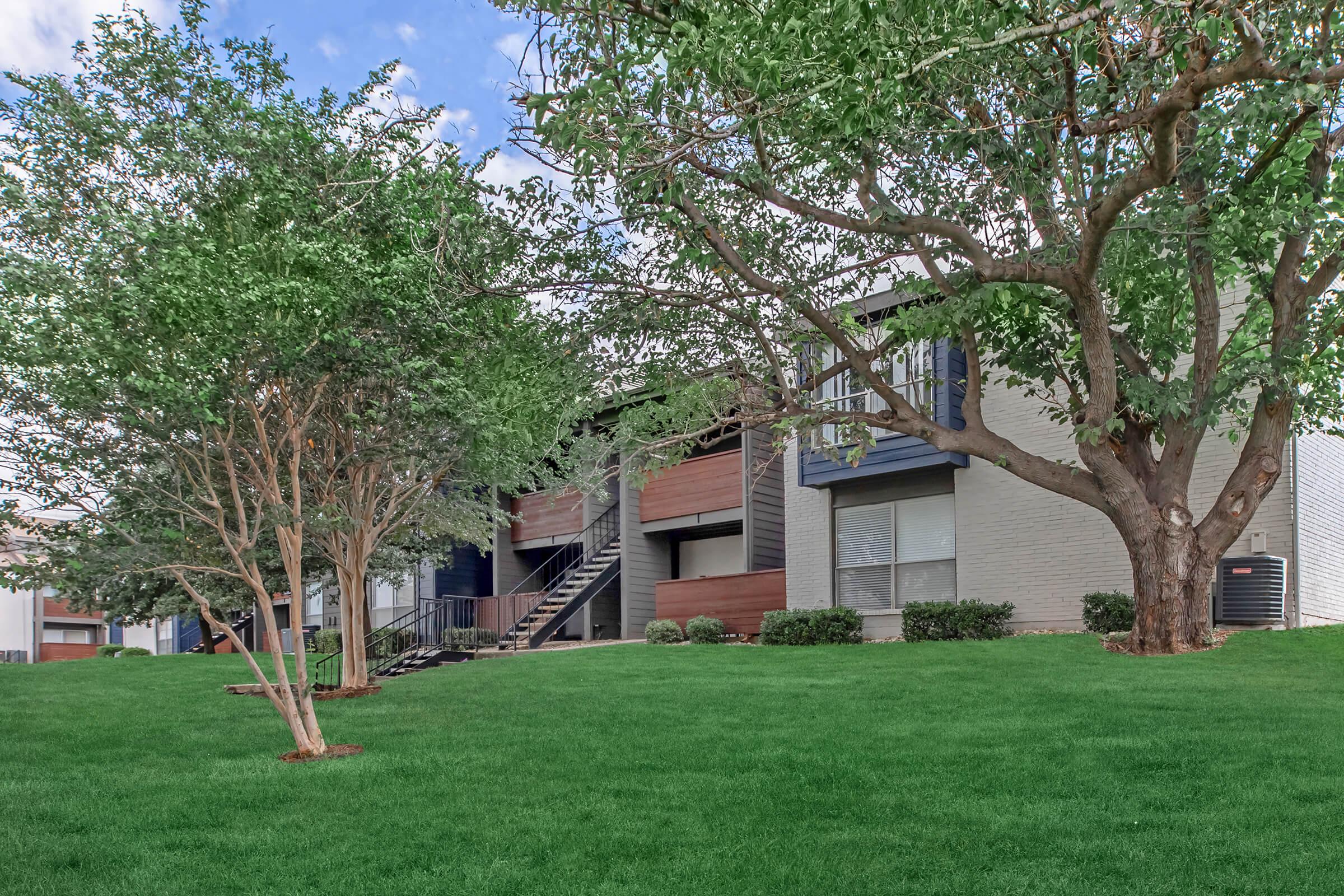 a large tree in a grassy field