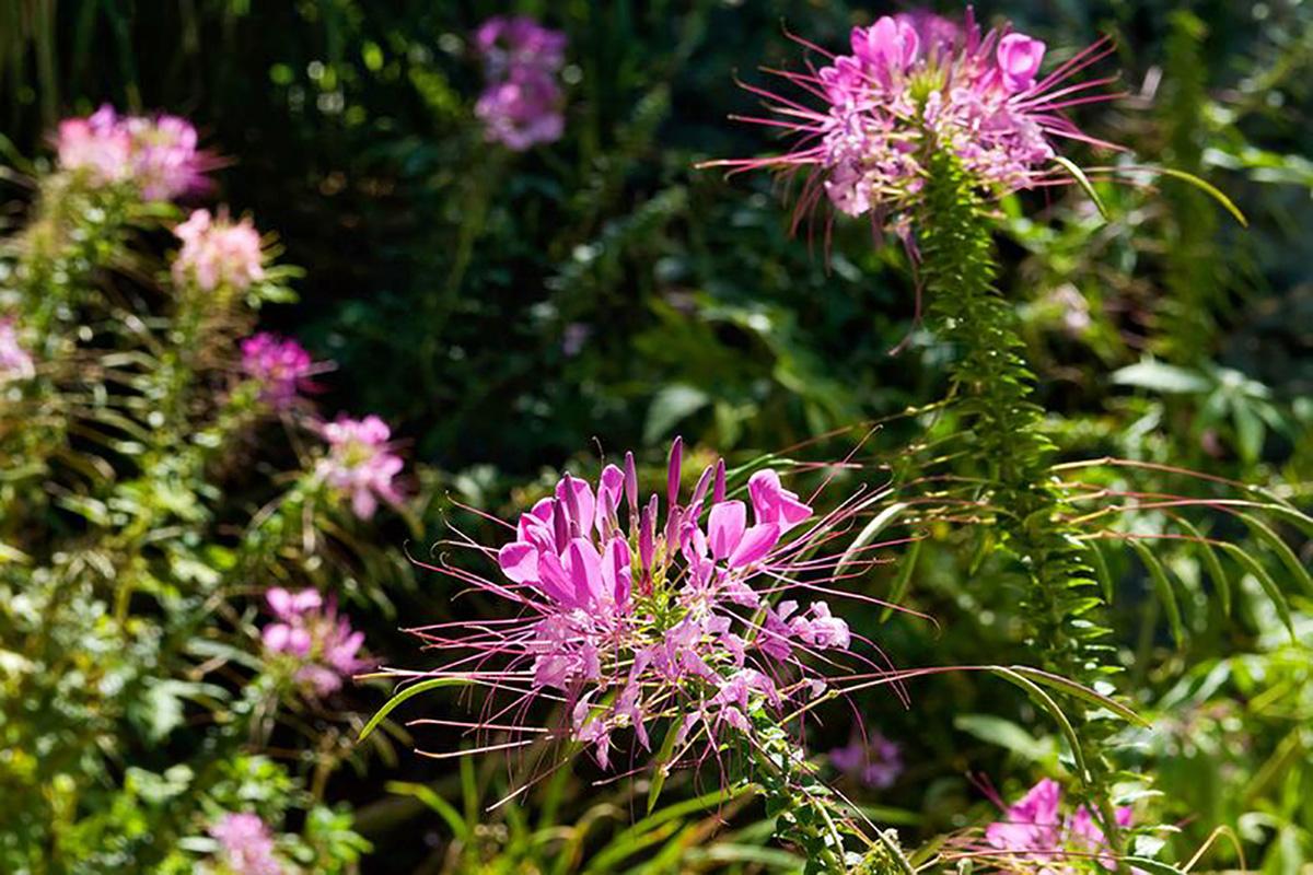 a pink flower on a plant