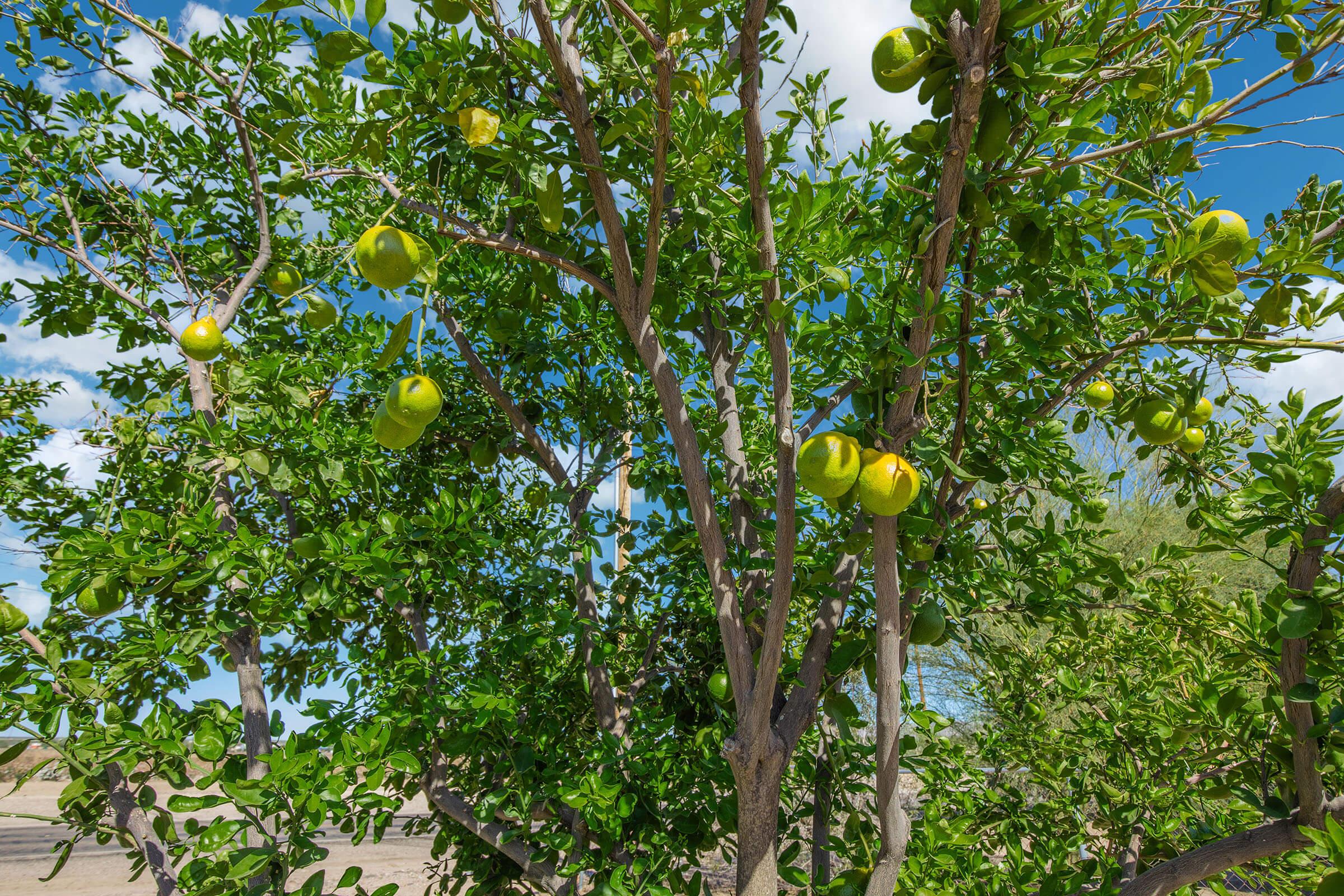 A vibrant tree with lush green leaves and clusters of yellow-green fruit, set against a bright blue sky with fluffy white clouds. The scene captures the beauty of nature, showcasing the fruit's ripening stage amidst a sunny landscape.
