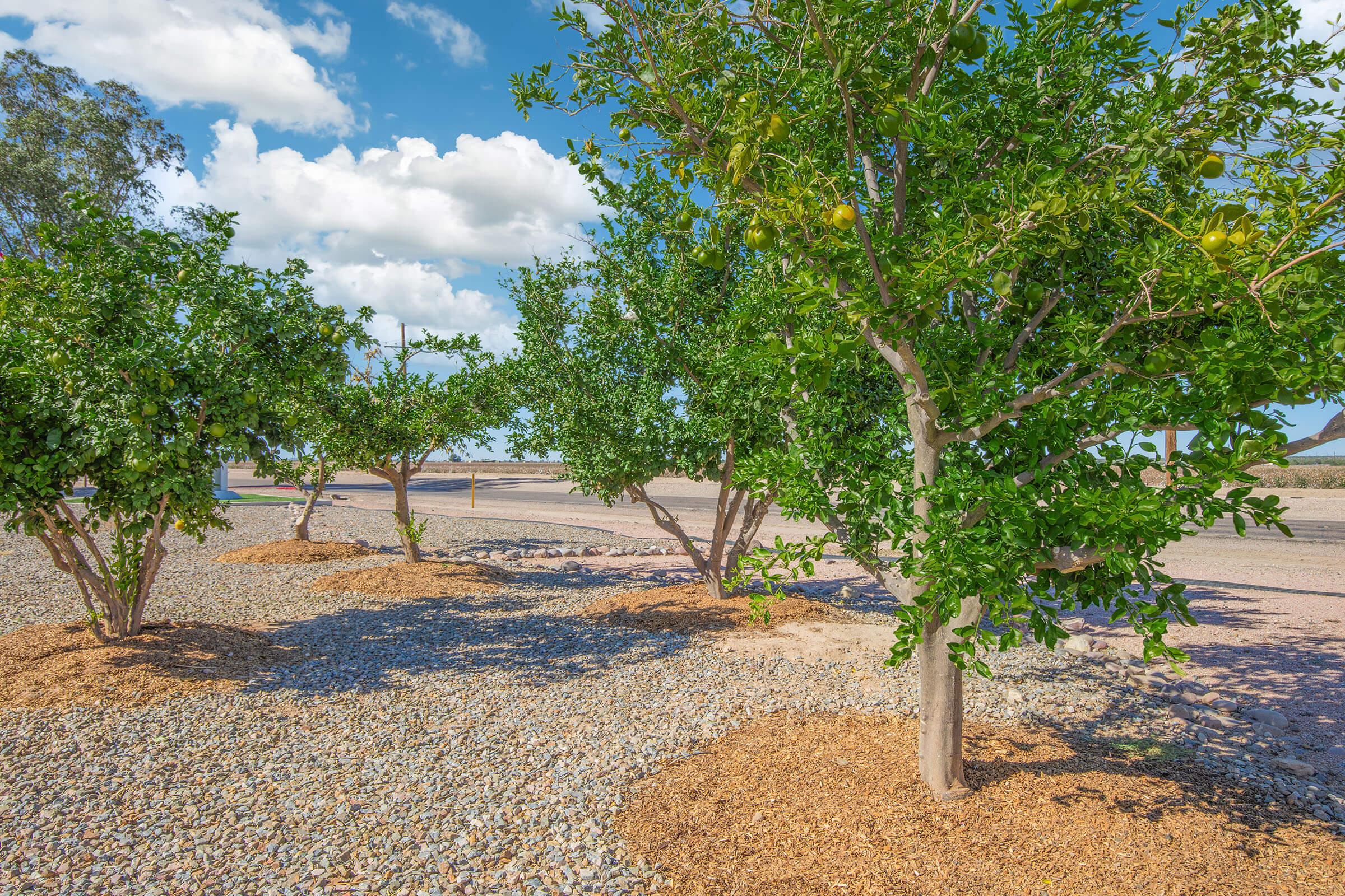 A scenic view of several green trees with lush foliage, set in a gravel landscape. The trees bear yellow citrus fruits and are surrounded by small rocks and wood chips. The background features a blue sky with fluffy white clouds, suggesting a bright, sunny day.