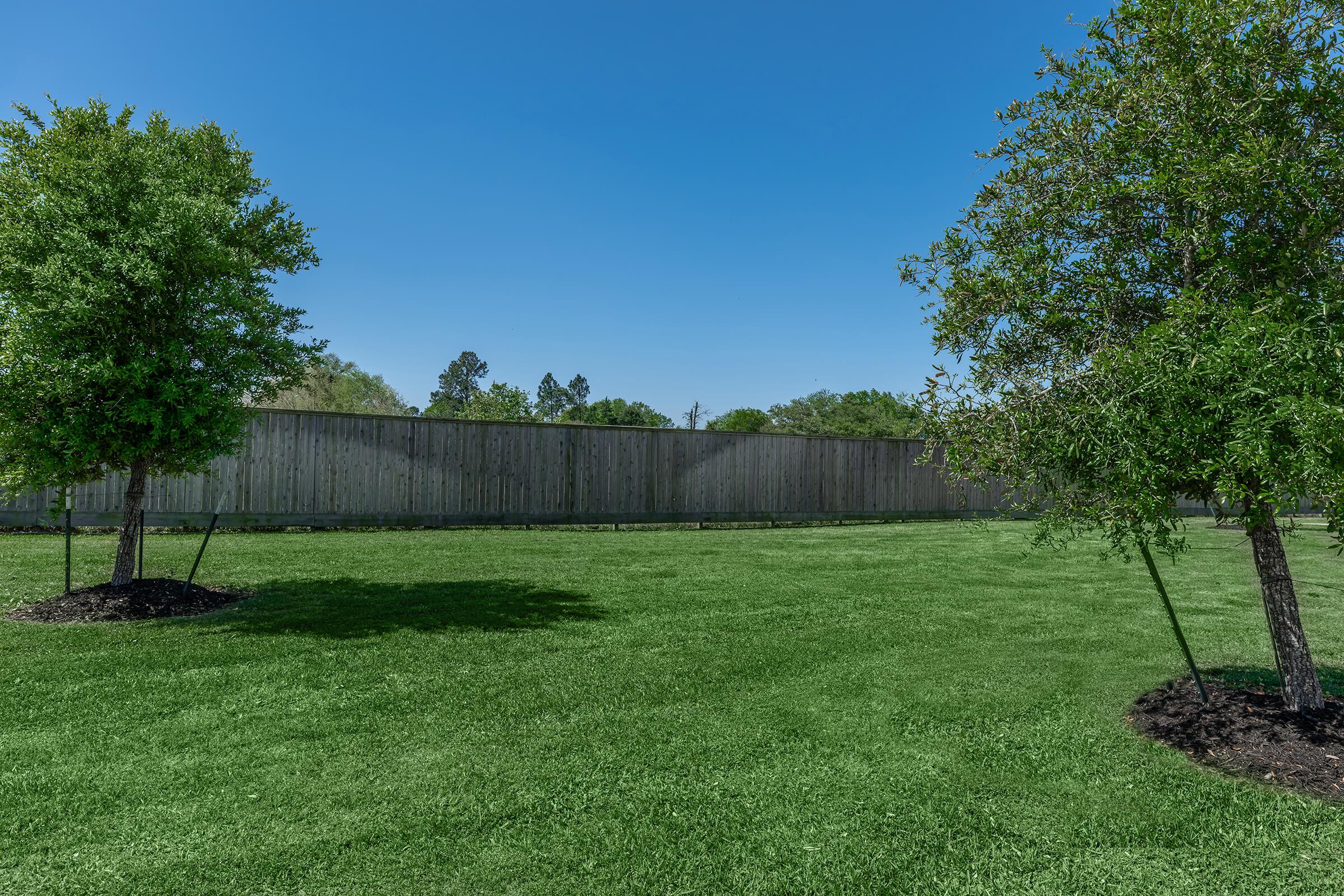 a tree in a grassy field