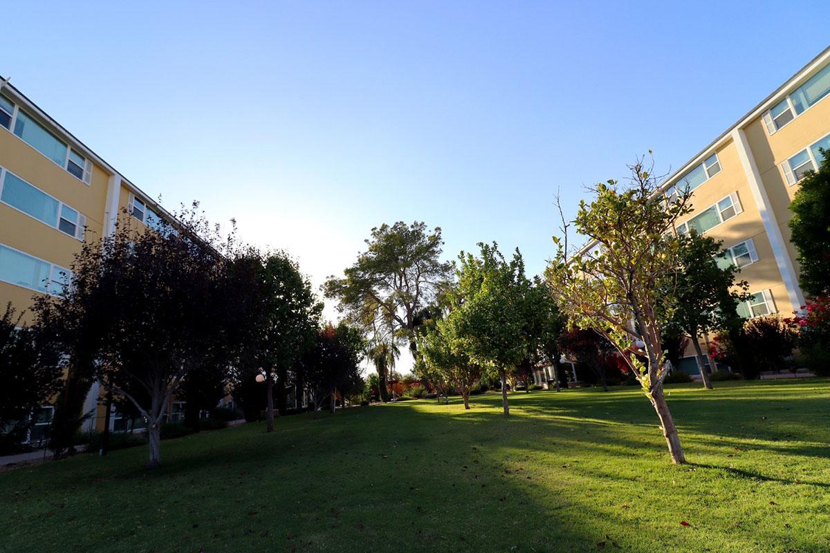A grassy area surrounded by trees and buildings under a clear blue sky. The scene features various plants, showcasing vibrant greenery. Sunlight filters through the trees, creating a peaceful and inviting outdoor atmosphere.