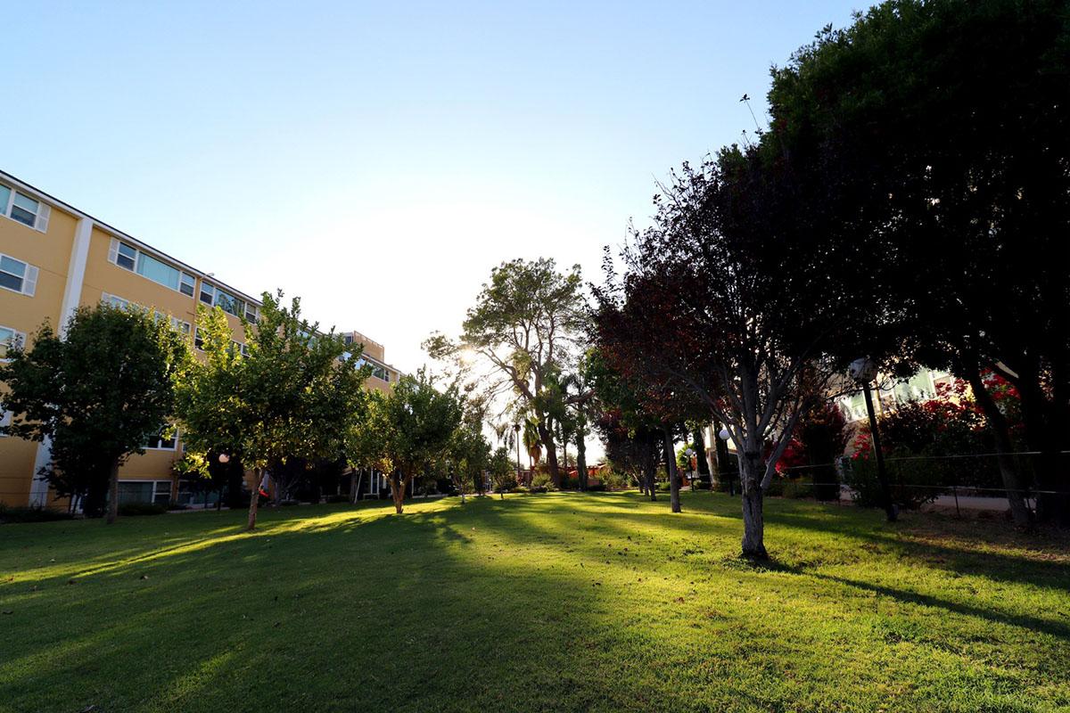 A serene park scene featuring lush green grass and a variety of trees, some with colorful leaves. The sun is shining brightly in the background, casting a warm glow over the area. Nearby buildings can be seen framed by the trees, creating a peaceful outdoor setting.