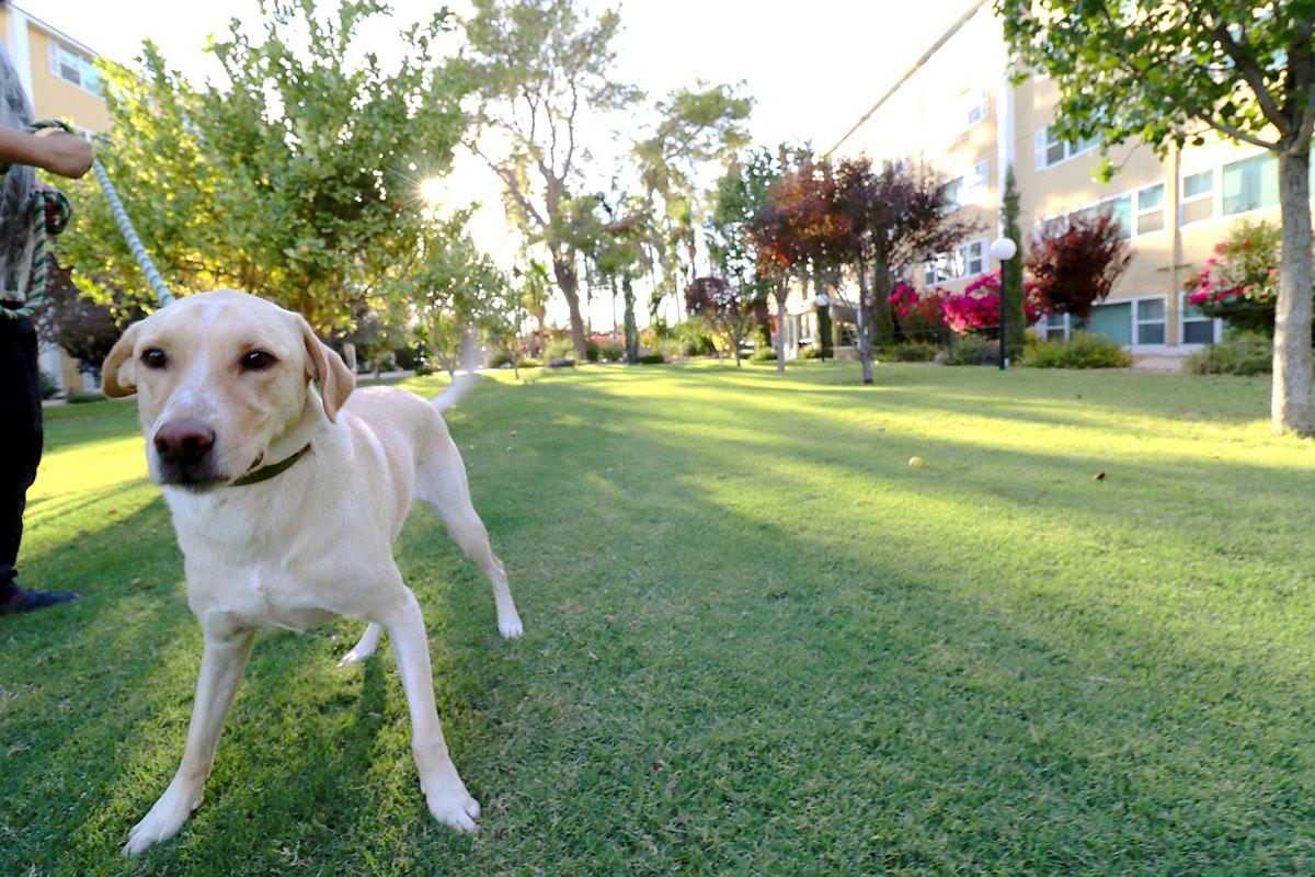 A light-colored dog standing on lush green grass in a park-like setting. Trees and colorful flowering plants line a walkway in the background, while residential buildings are visible. The scene is bright and sunny, suggesting a pleasant outdoor environment.