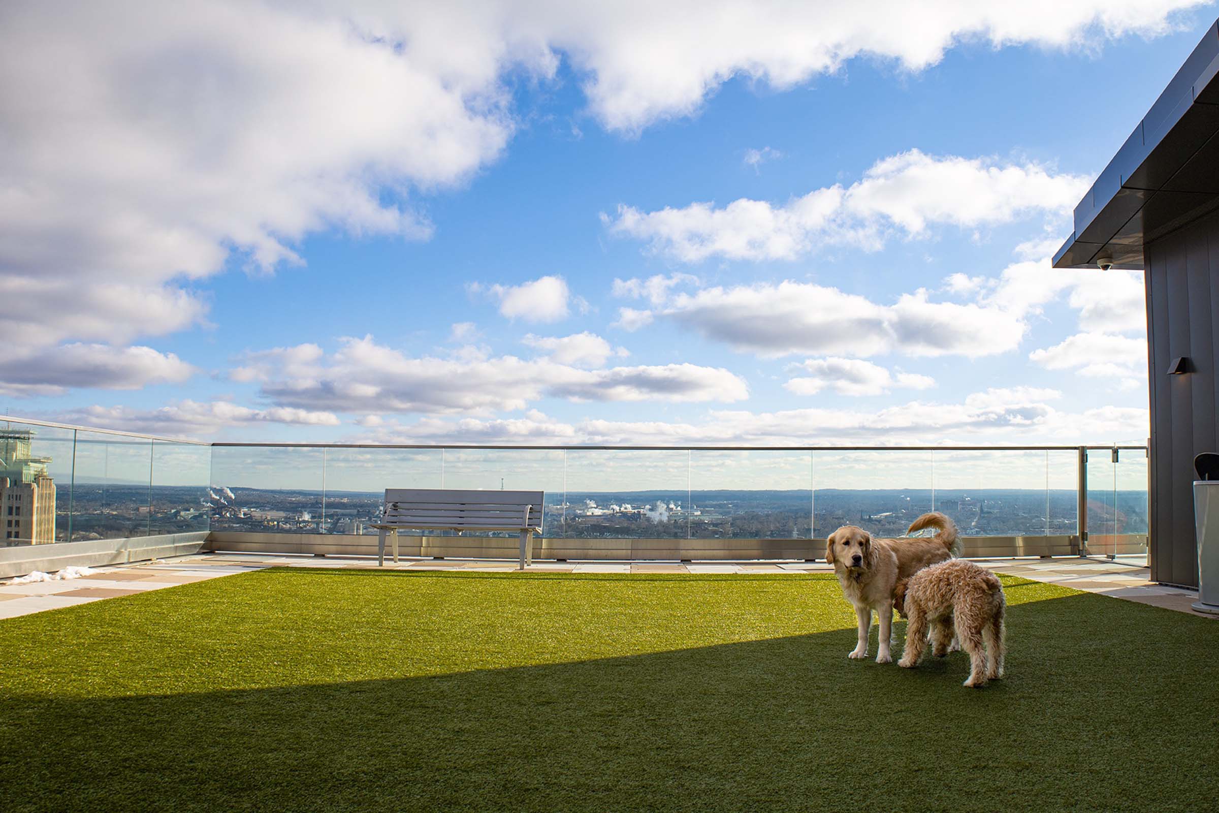 a dog standing on top of a grass covered field